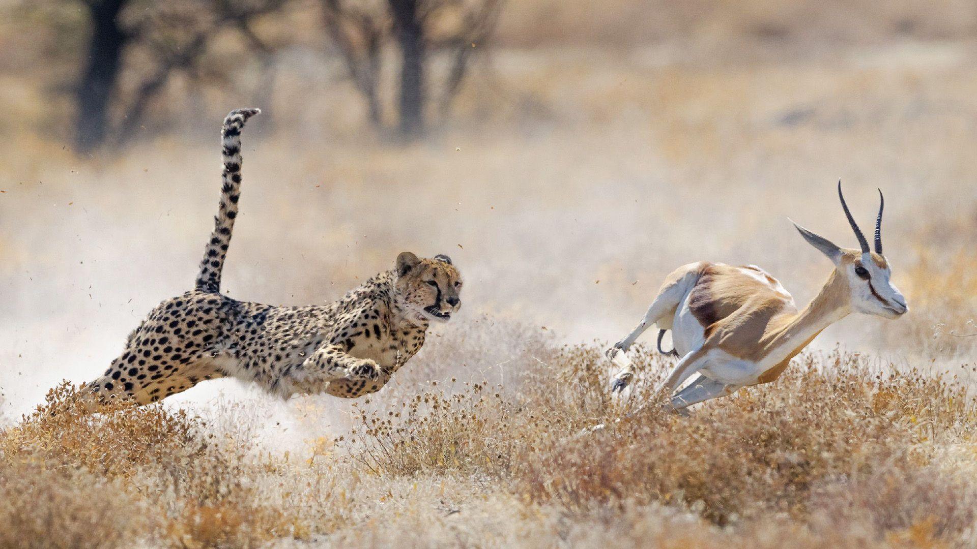 Afrika