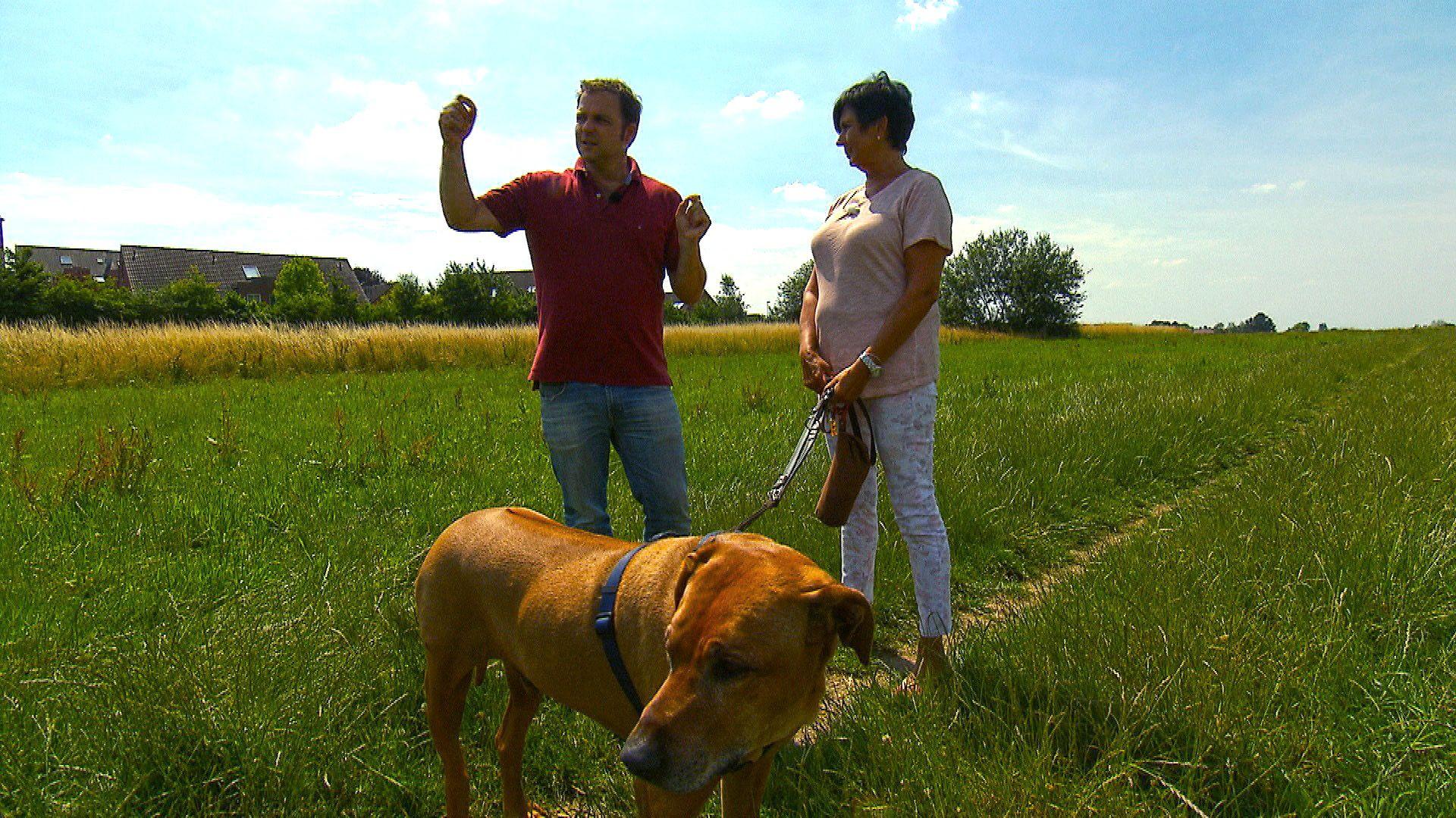 Heute u. a. mit: Schäferhund "Feedback"