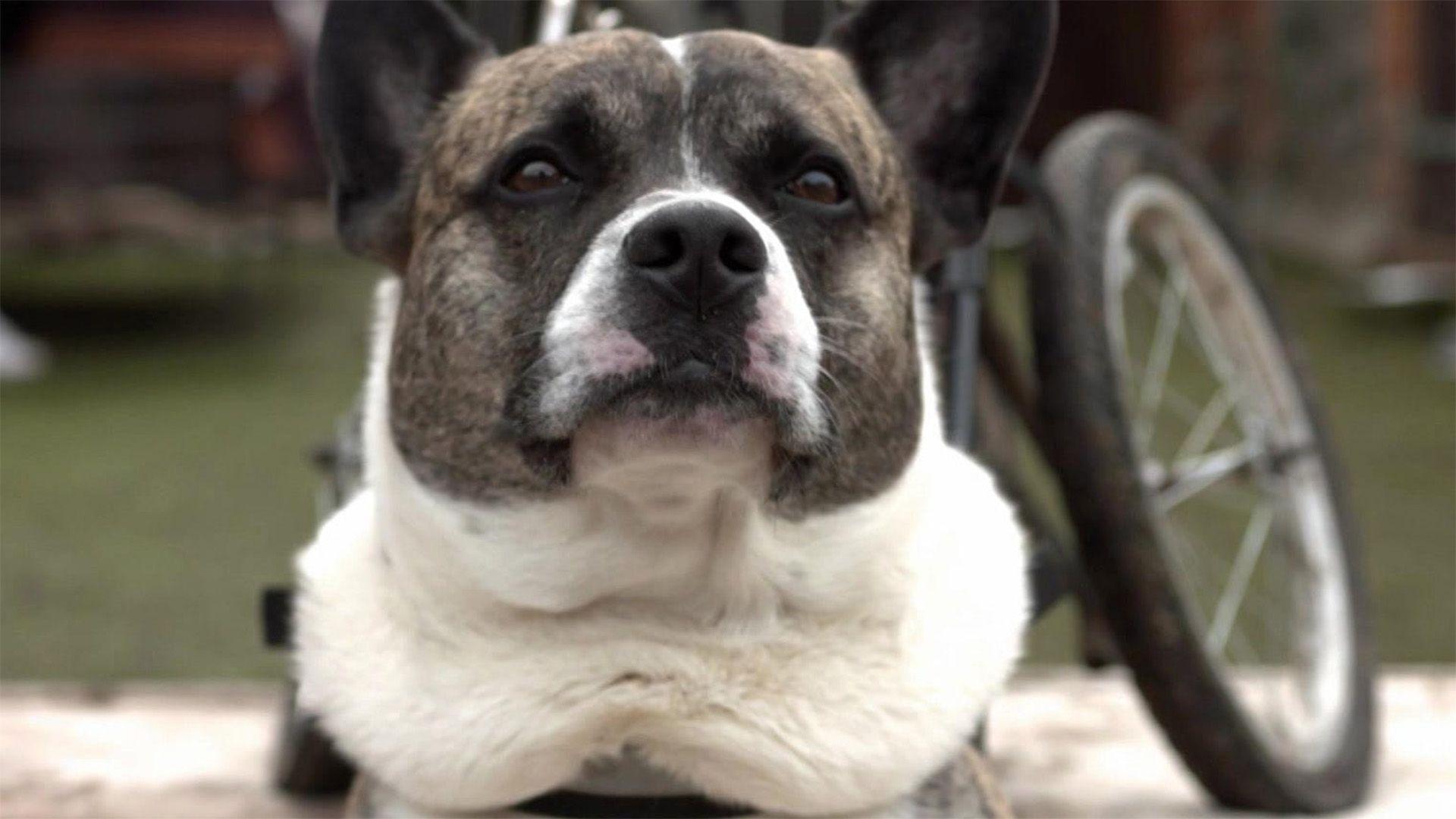 Hilfe für Handicap-Hunde