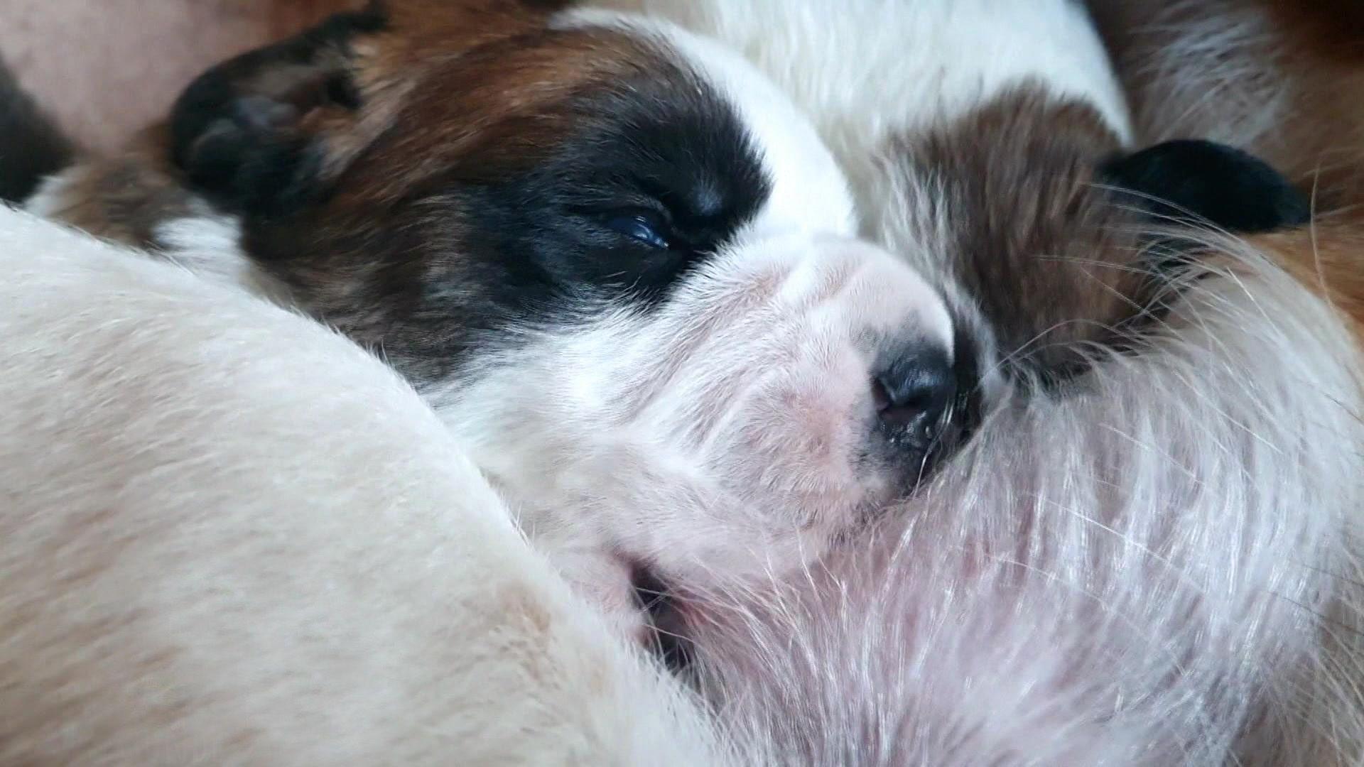 Manuela und die Riesenbabys