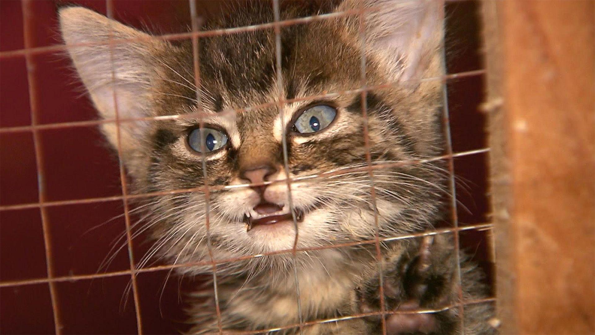 Heute: Katzenrettung im Inselparadies