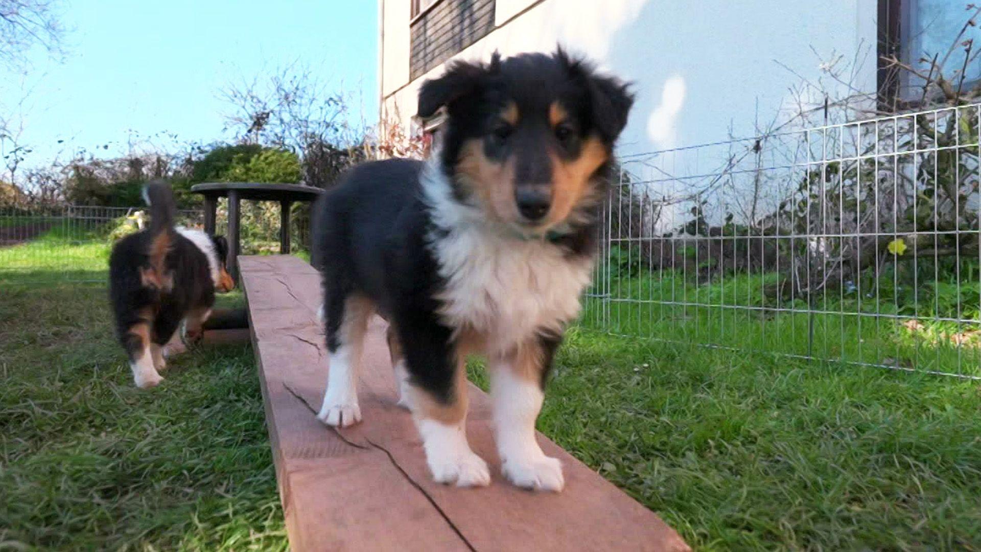 Mit 4 Pfoten in die Rente - Abby ist da!