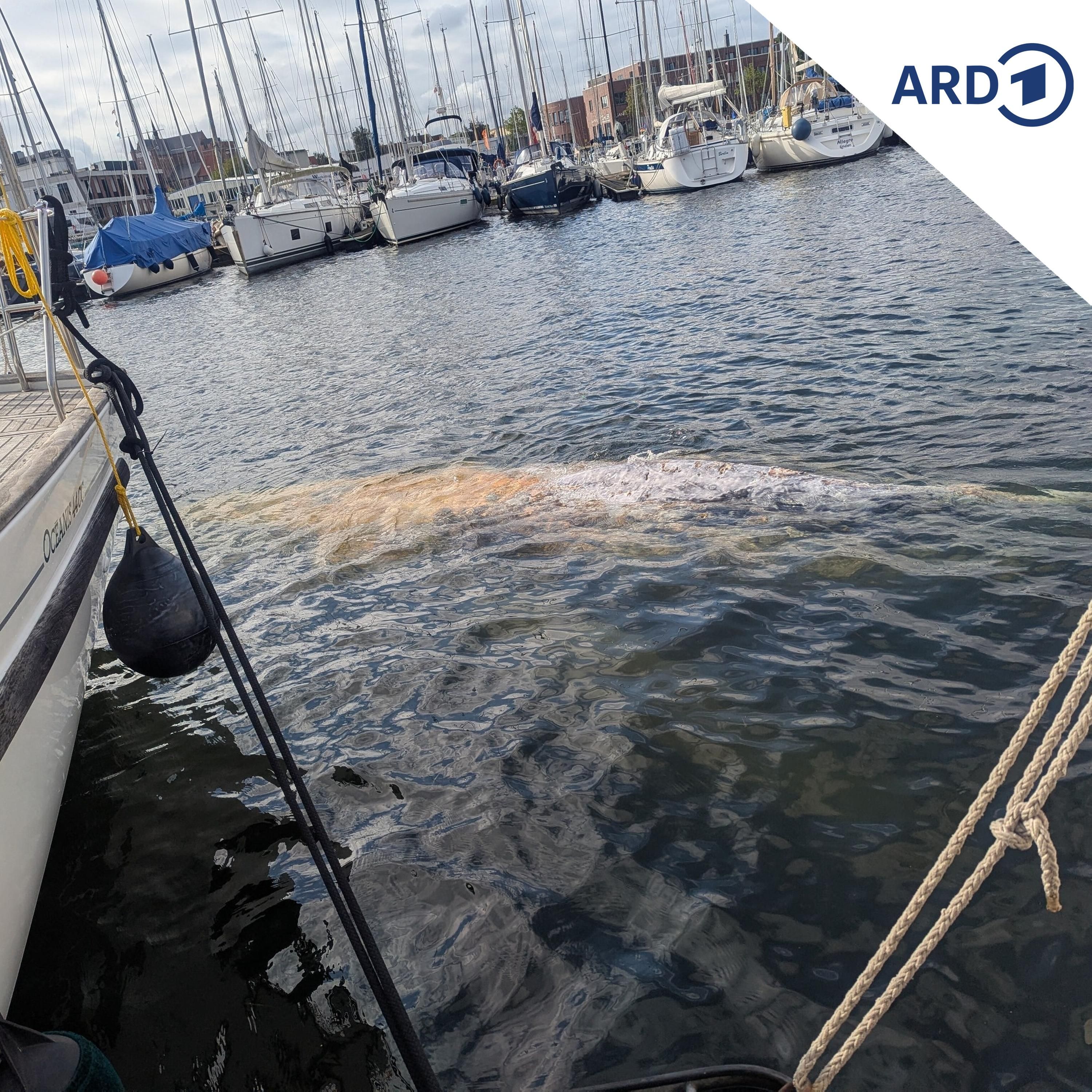 Die Ostsee als Todesfalle: Wieder Wal bei Wismar gesichtet