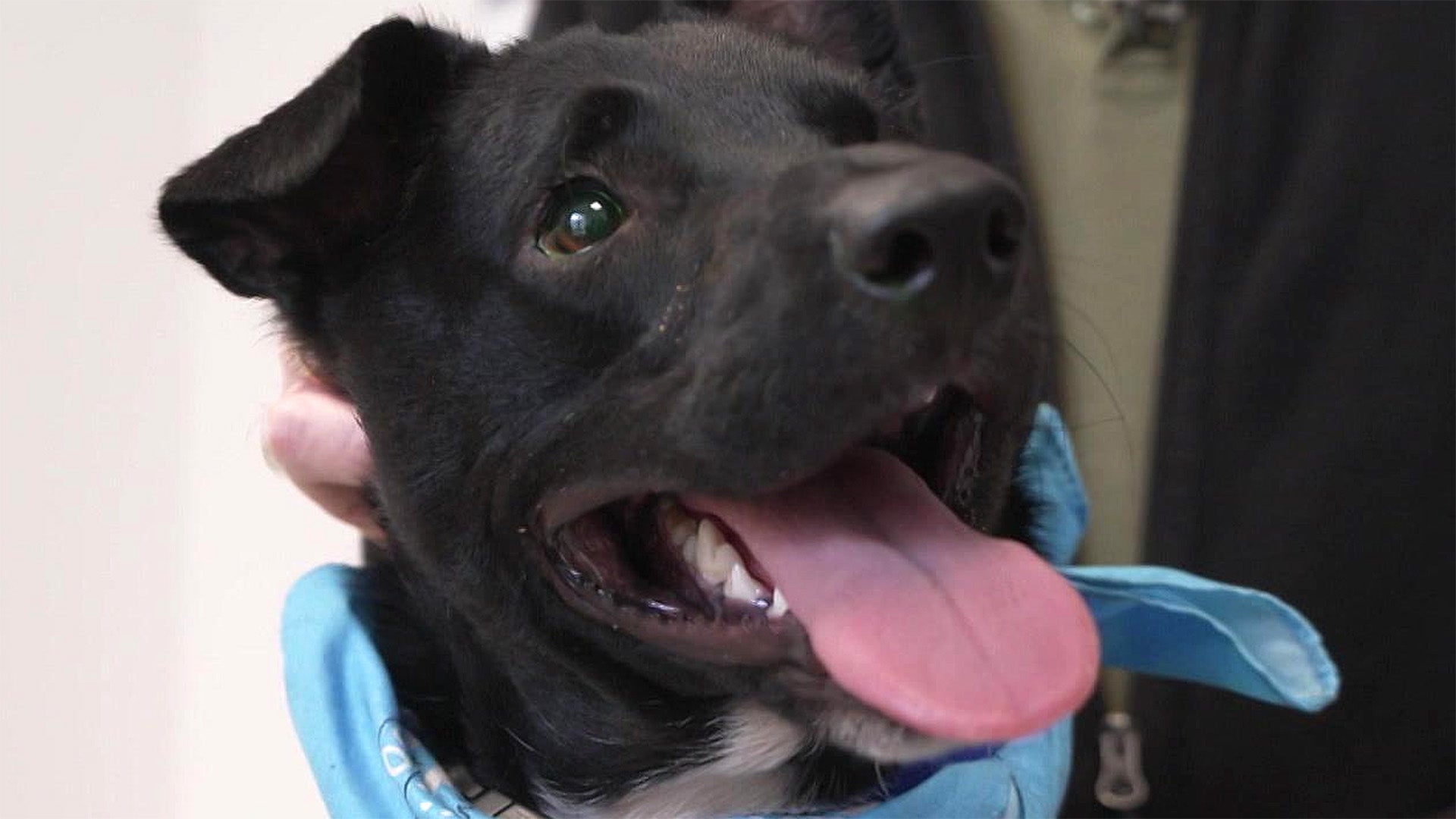 Hilfe für aggressiven Tierschutzhund