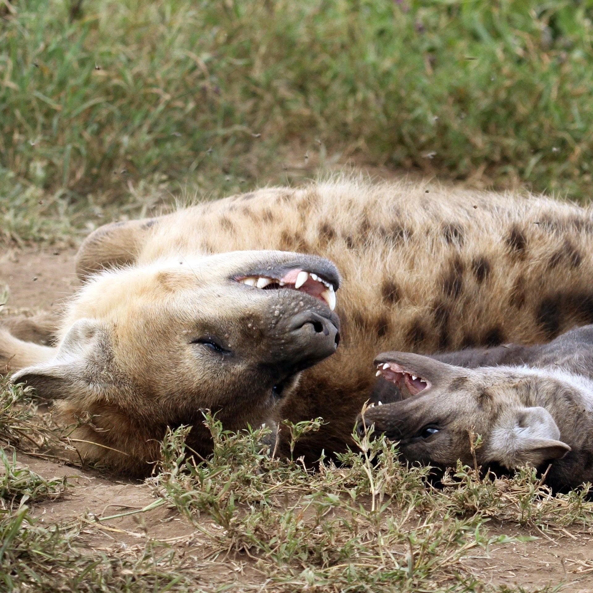 Forschungsreise Tansania: Die Hyänen im Ngorongoro-Krater