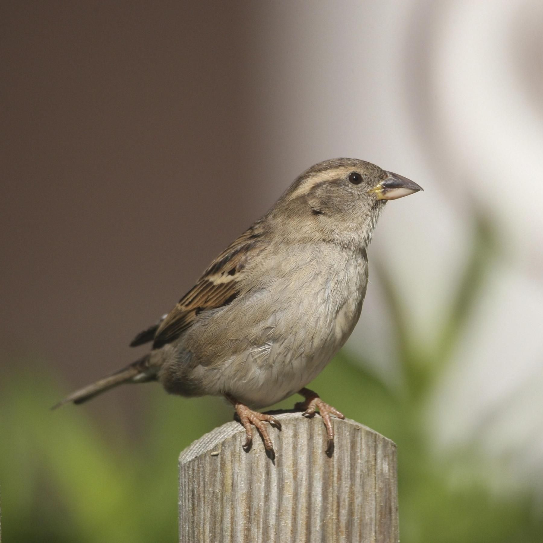 Spatzenkriege - Kleiner Vogel zum Staatsfeind erklärt