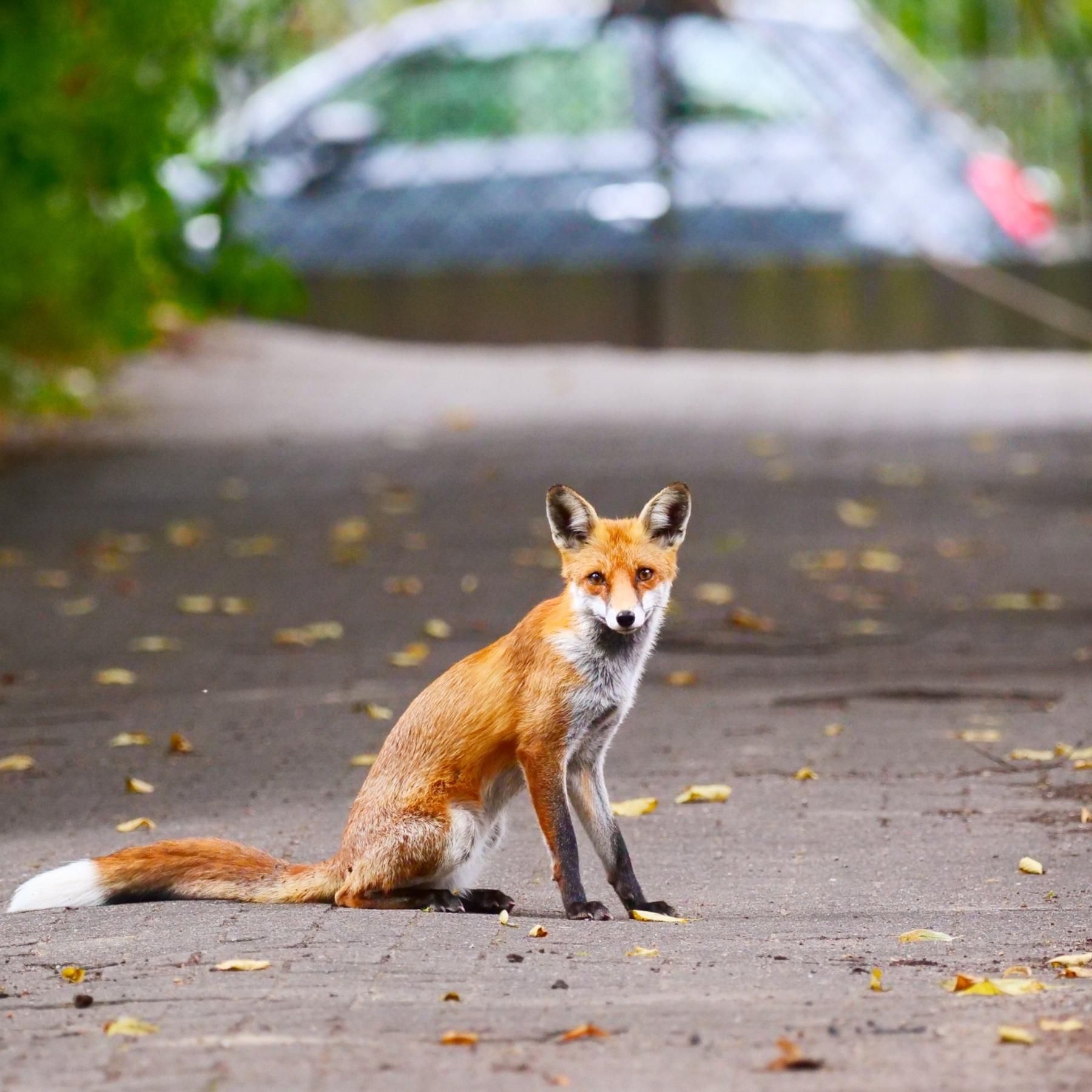Der Fuchs - Scheues Wildtier und Kulturfolger