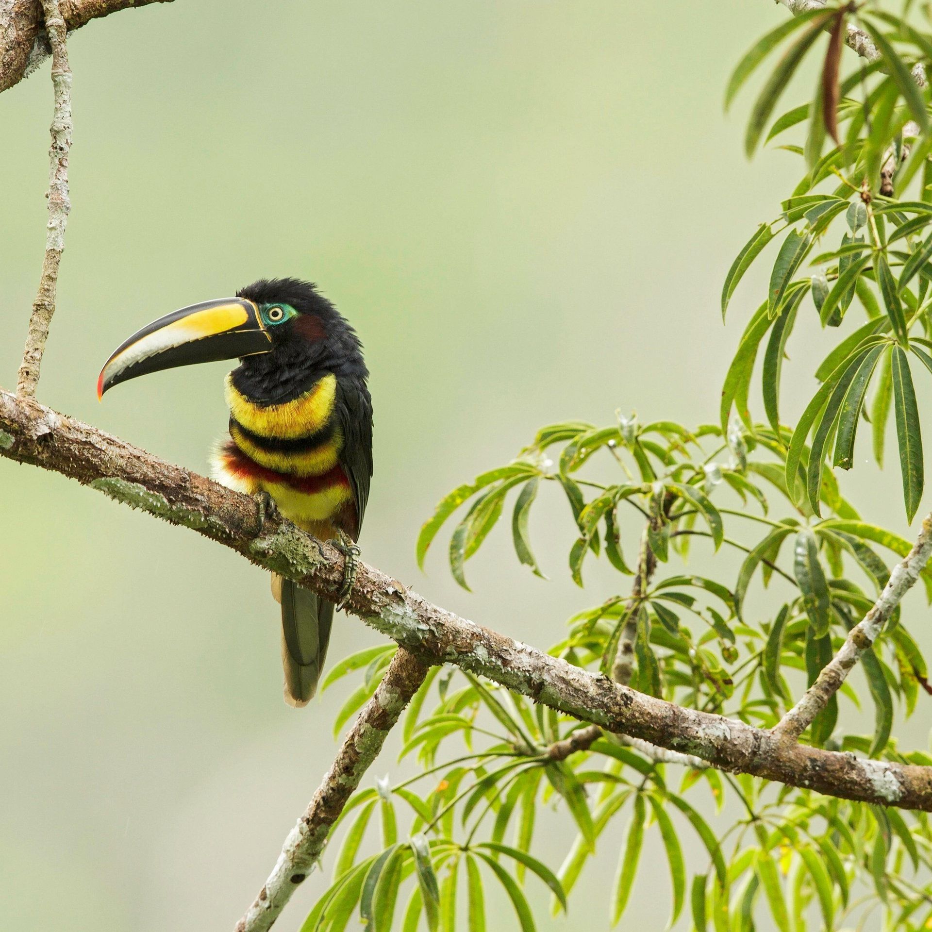 Forschungsreise Ecuador: Geheimnisse der Regenwälder lüften