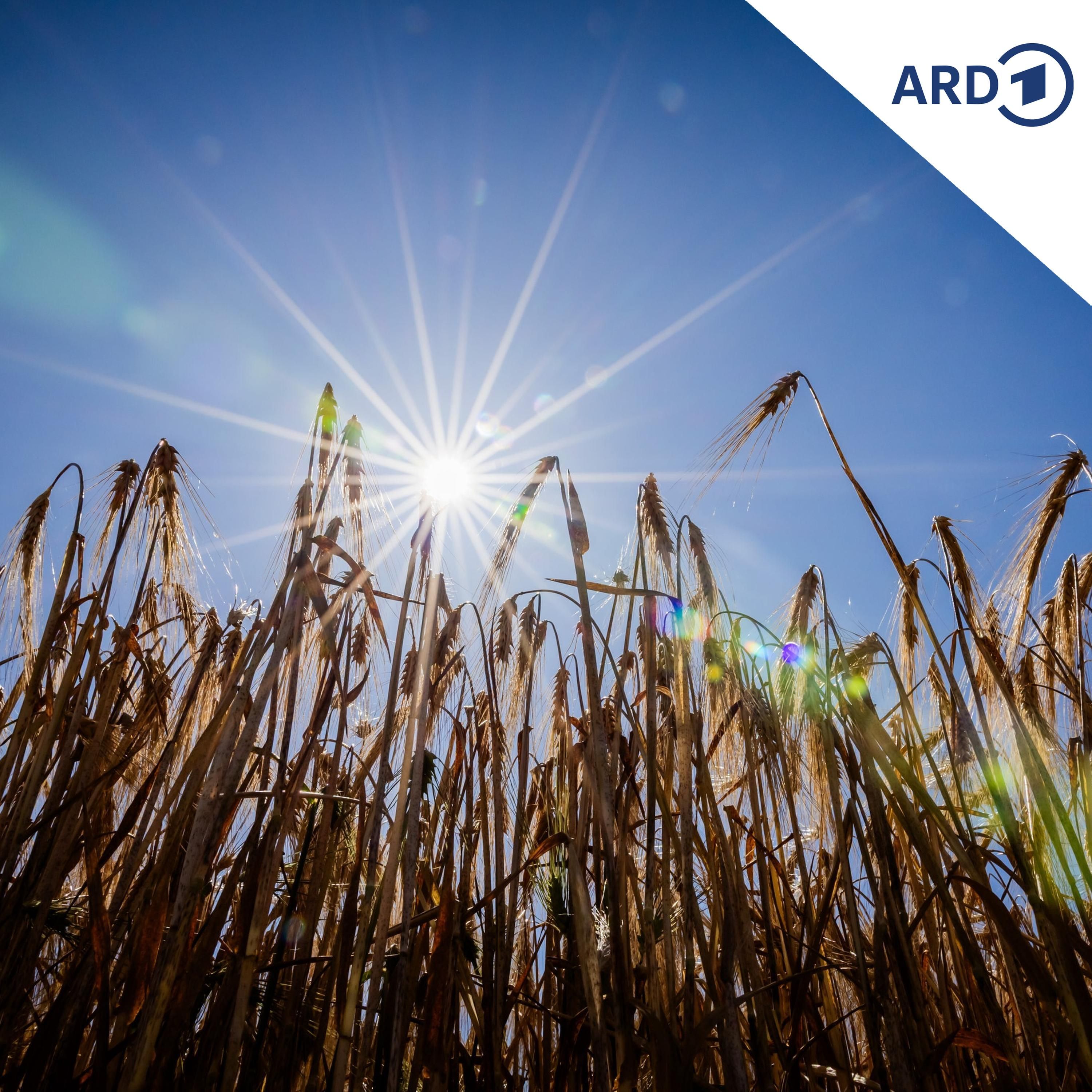 Hitze und Landwirtschaft: Wie geht es den Ackerfrüchten?