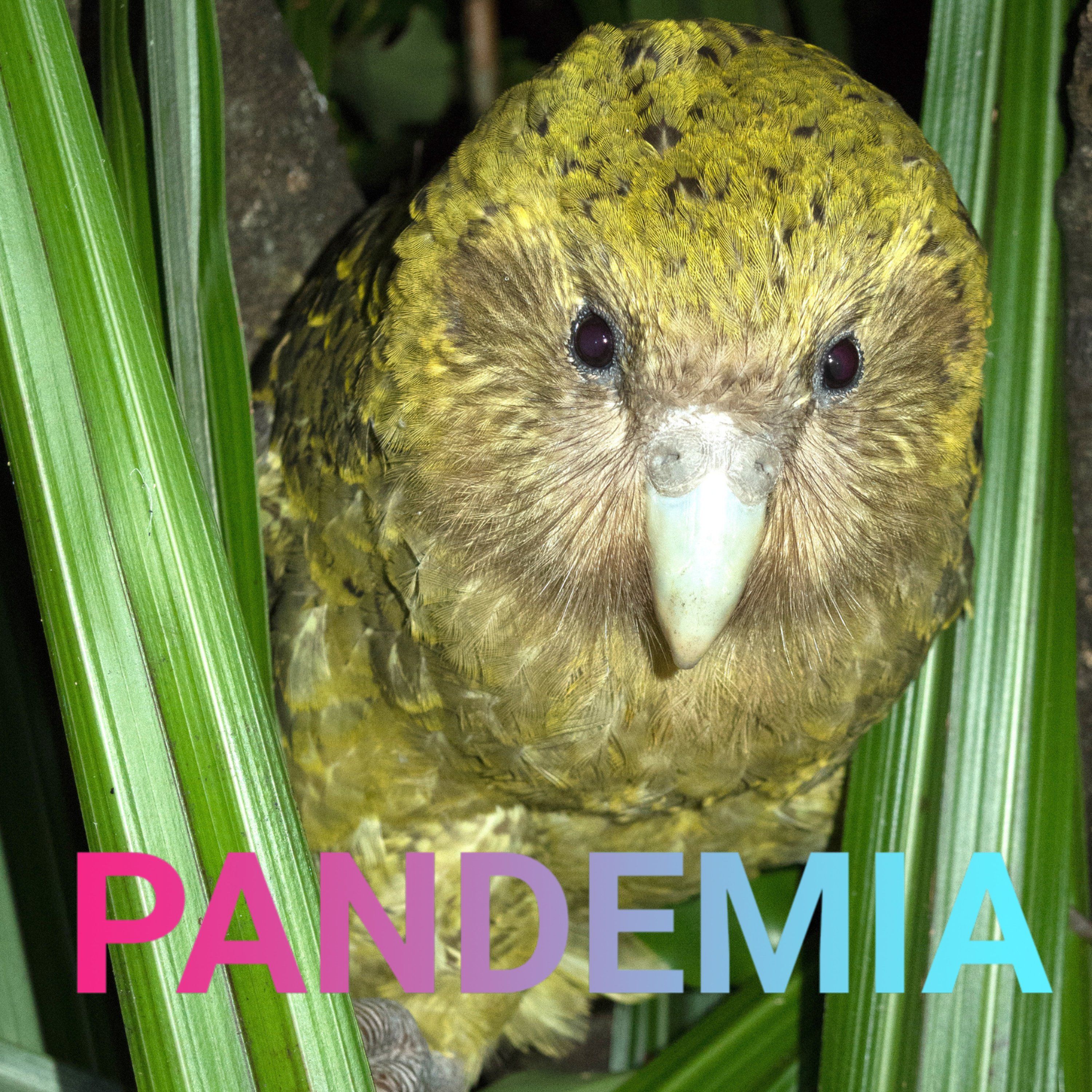 Vogelgrippe | Das Virus und der fliegende Backstein