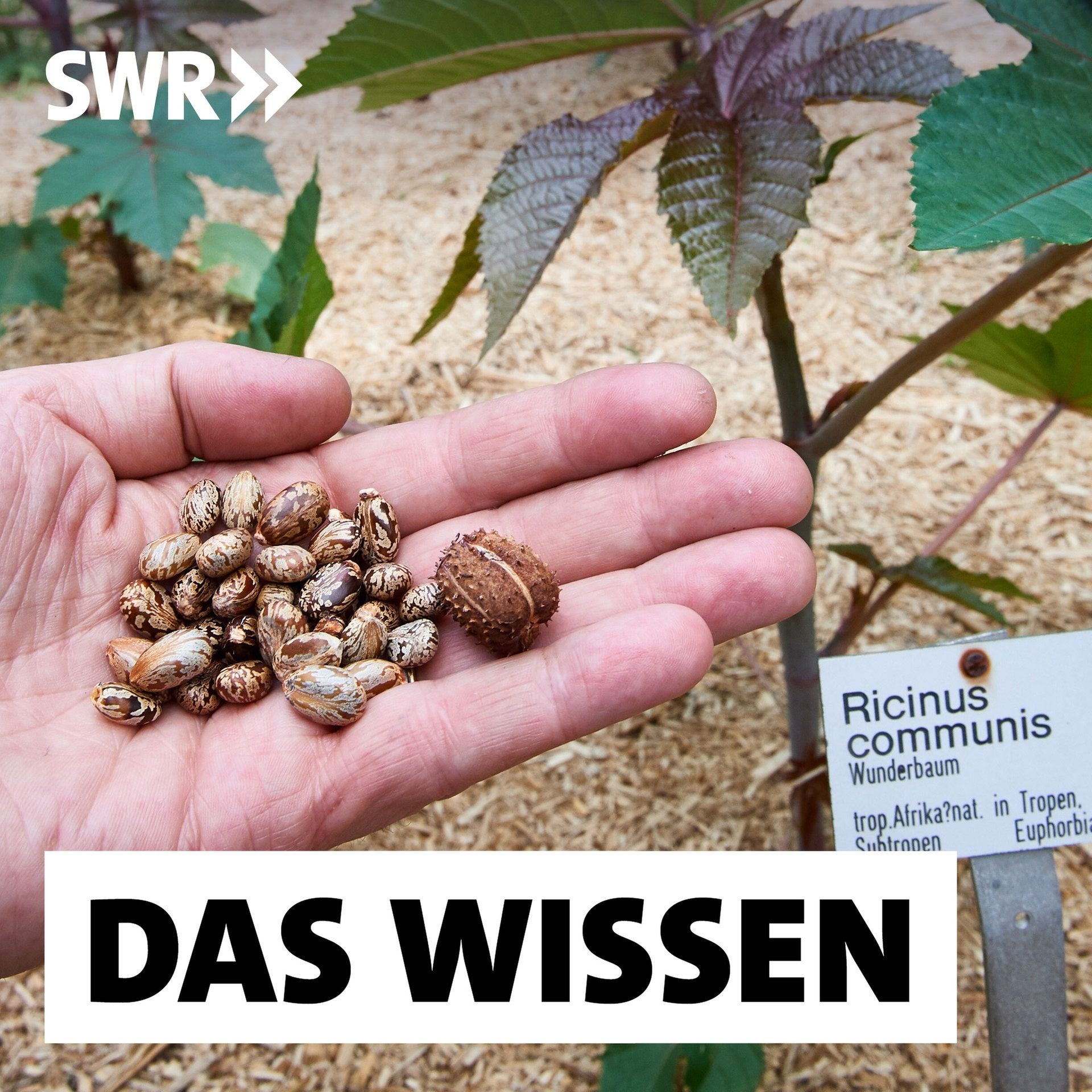 Neue Biowaffen – Wie gefährlich sind Viren, Bakterien und Pflanzensamen?