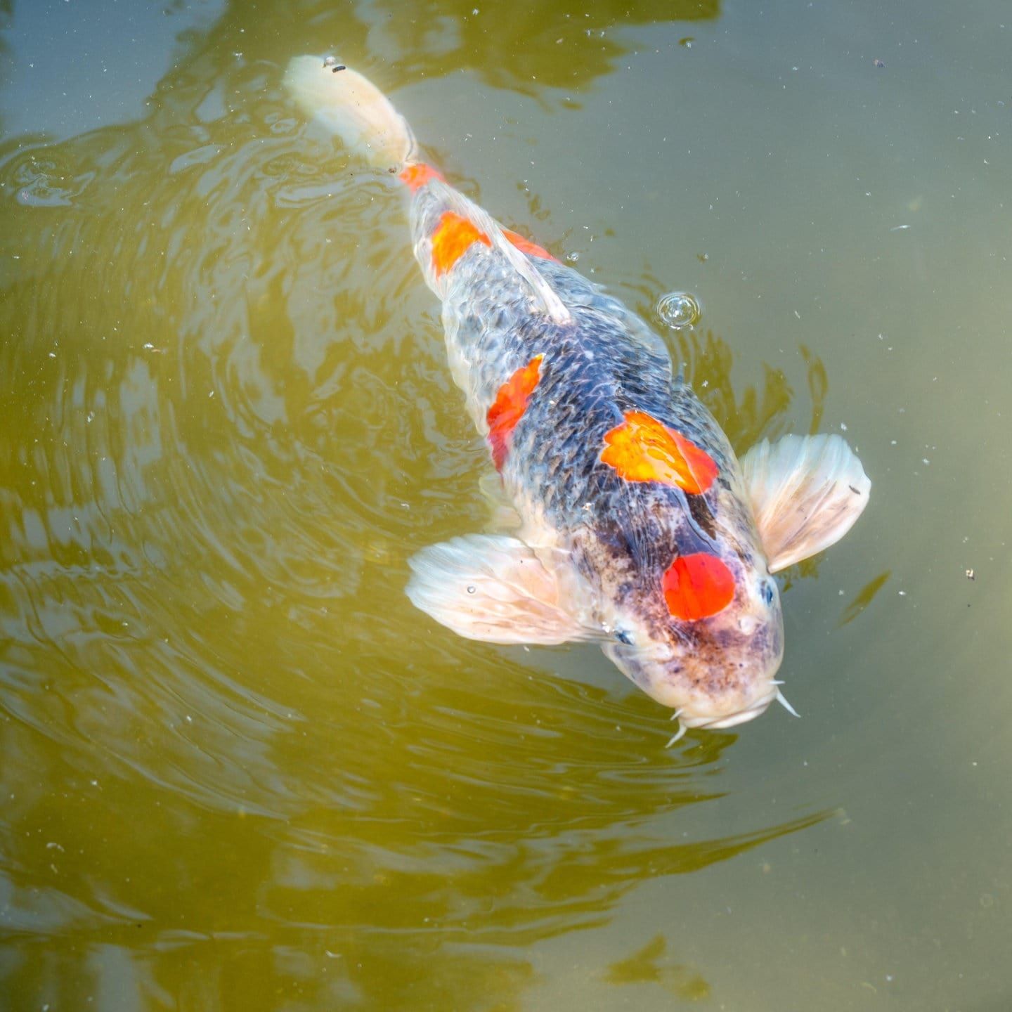 Die Tierdocs: Koi blubbert ständig