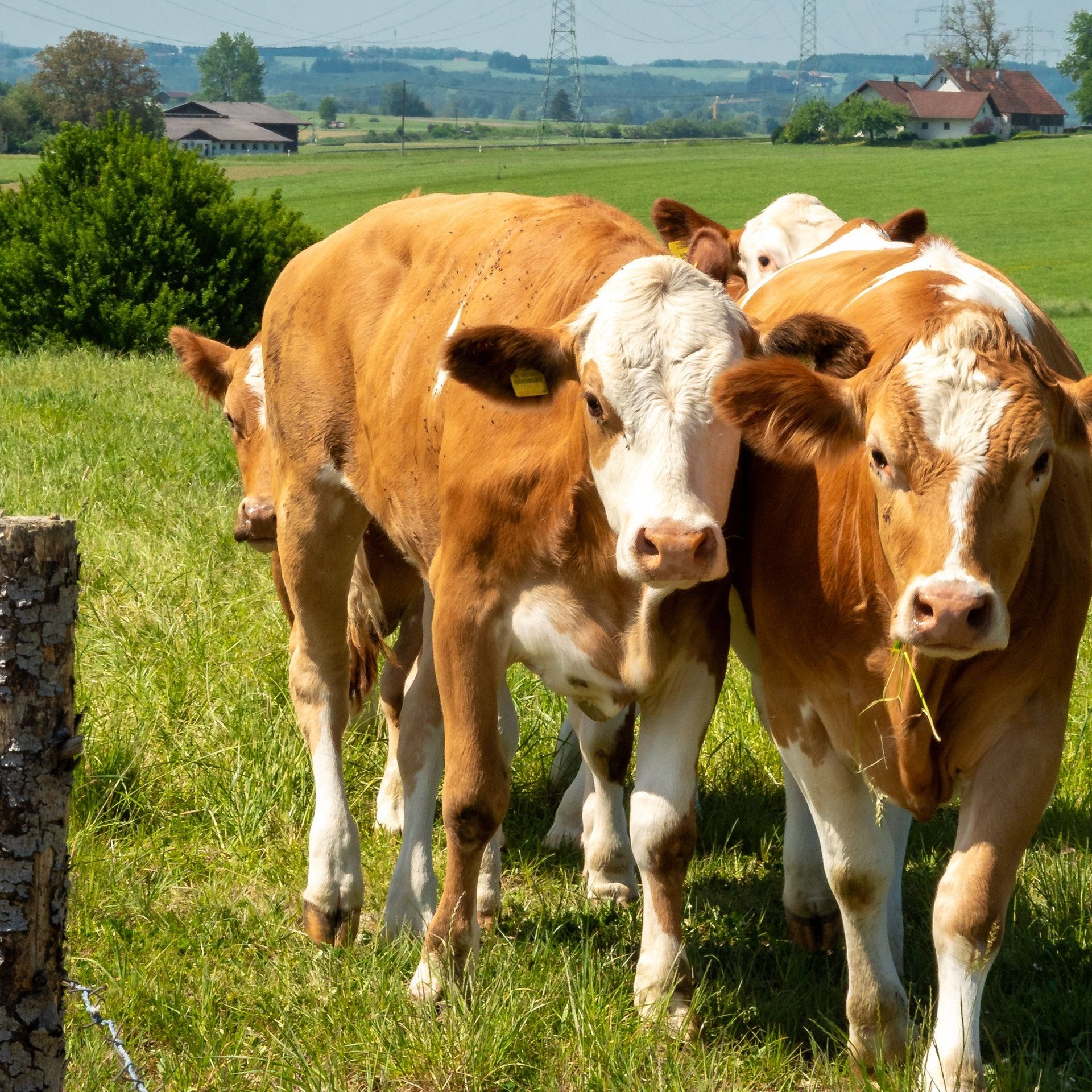 Fieber, Durchfall, sinkende Milchleistung – Unbekanntes Virus bei Rindern in Baden-Württemberg nachgewiesen