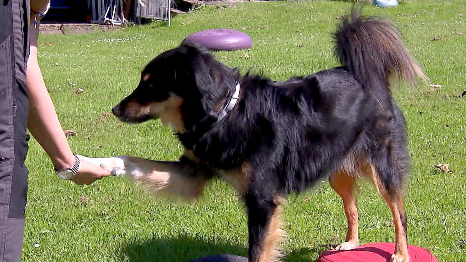 Gymnastricks - Hundesport für Körper und Geist!