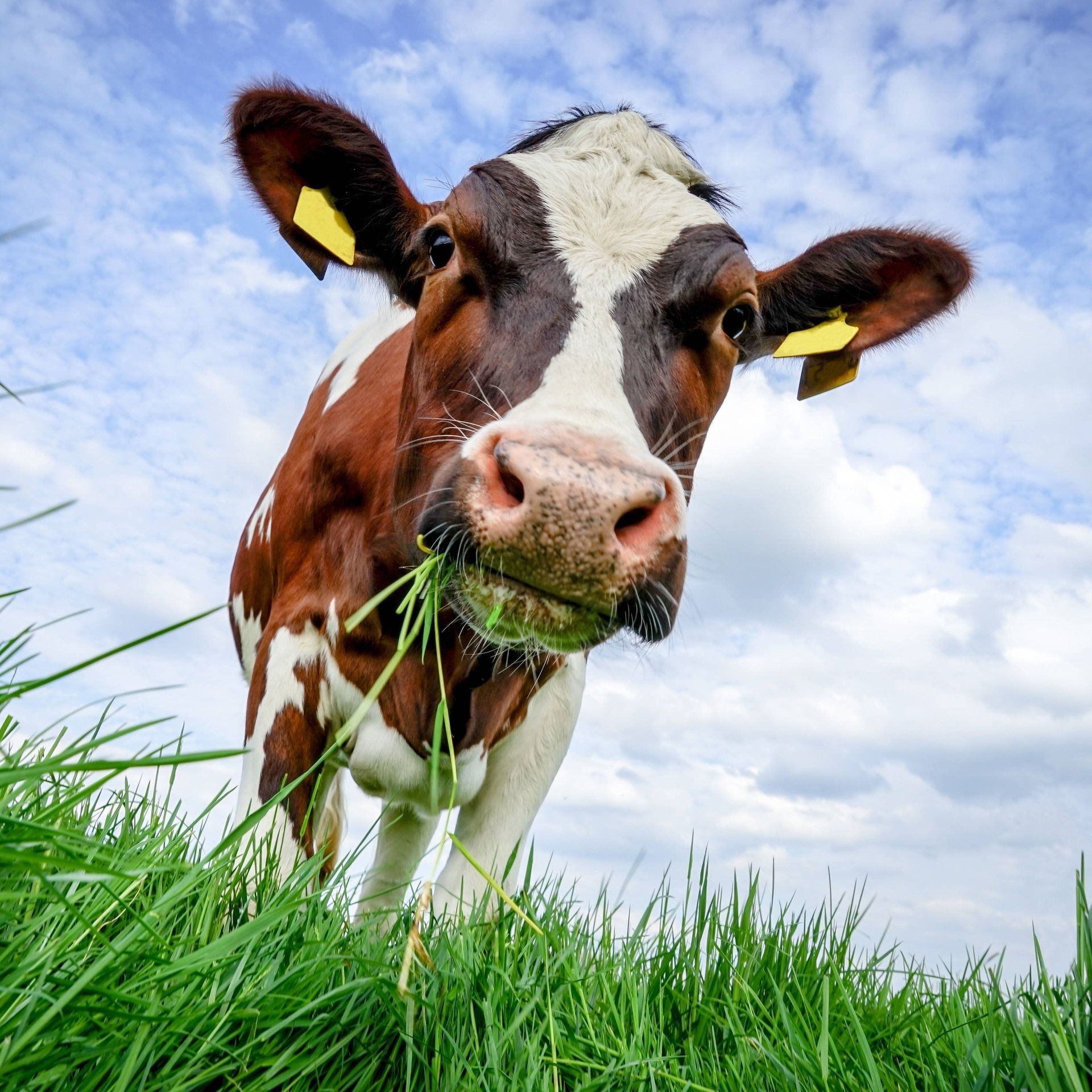 Rinder rülpsen Methan. Könnte man daraus Biogas machen?
