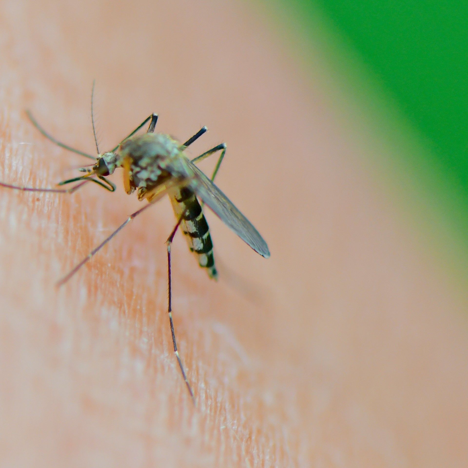 Klimakrise führt zu mehr Viren durch Mücken und Zecken