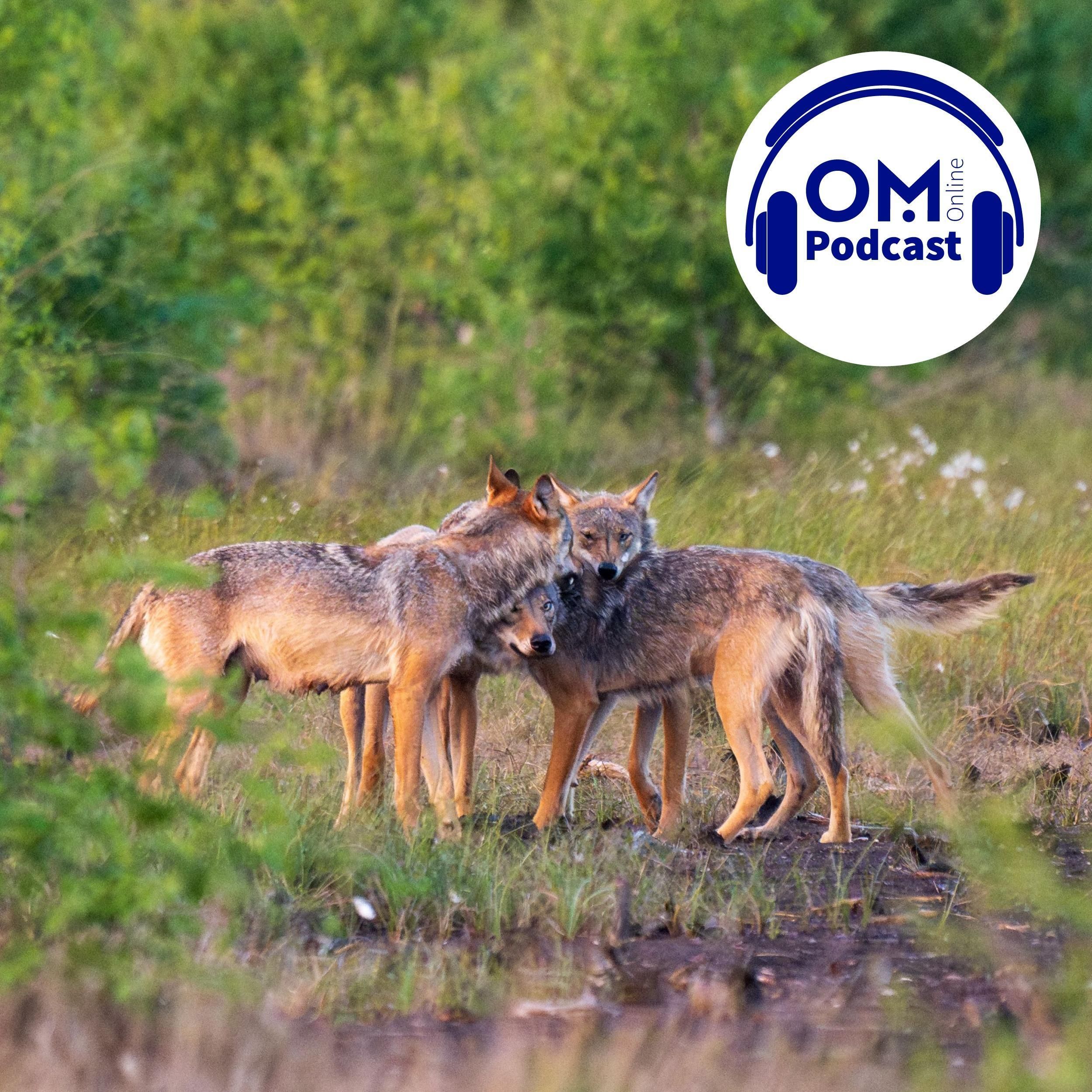Wie wollen wir zukünftig mit dem Wolf umgehen? Episode 122