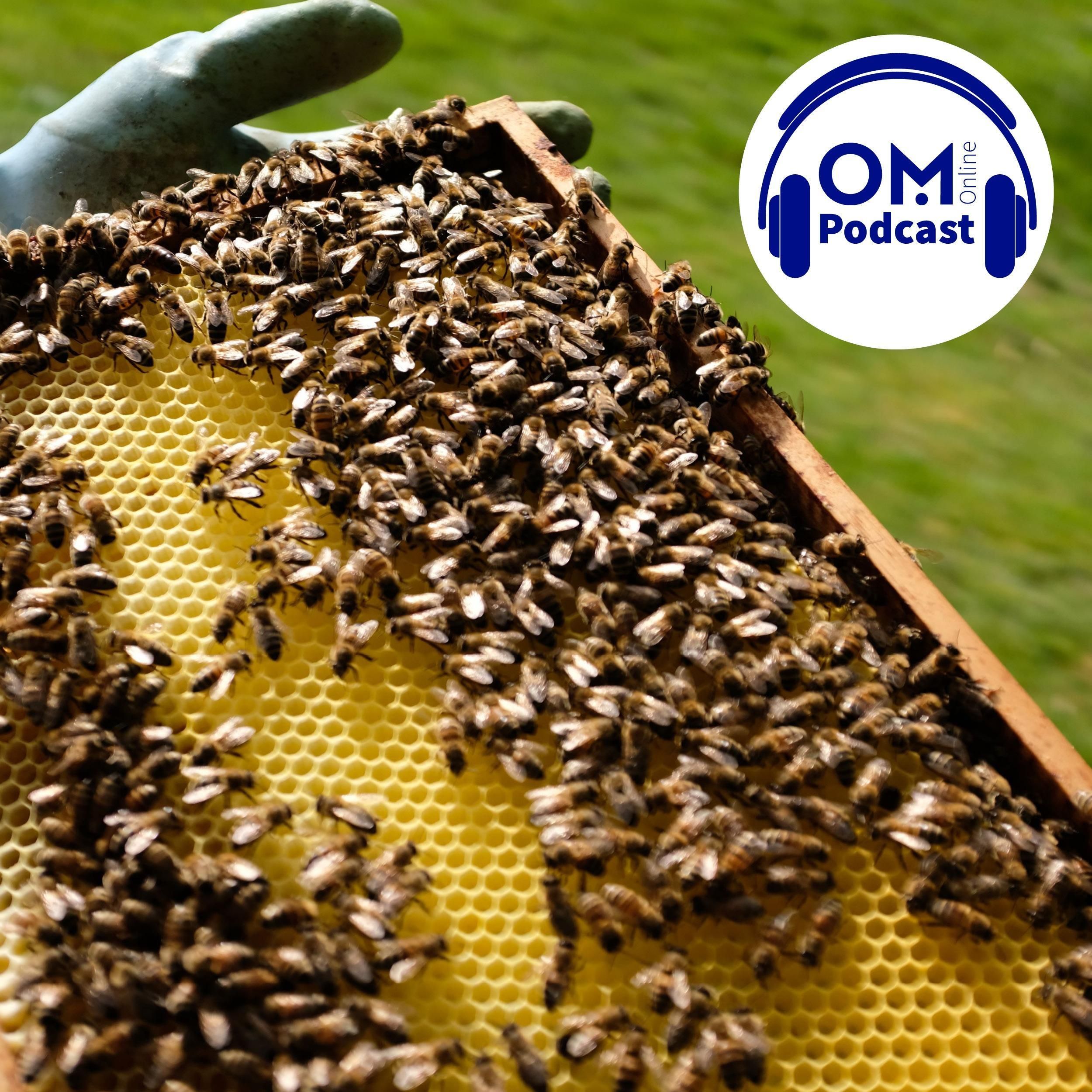 Von Stadt-Bienen und Hobby-Imkern – Episode 58