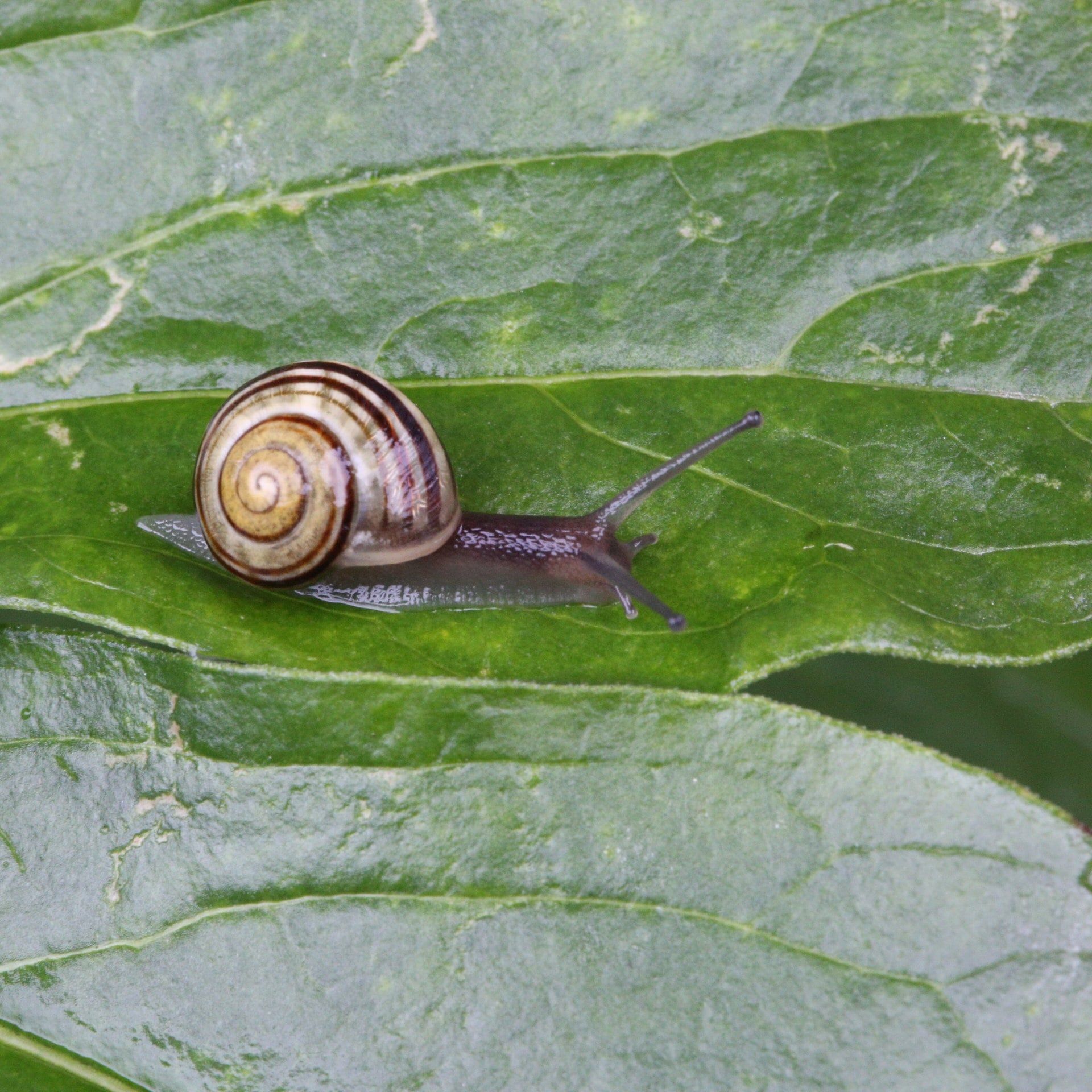 Schaumig schöner Schnirkel-Schnecken-Schleim