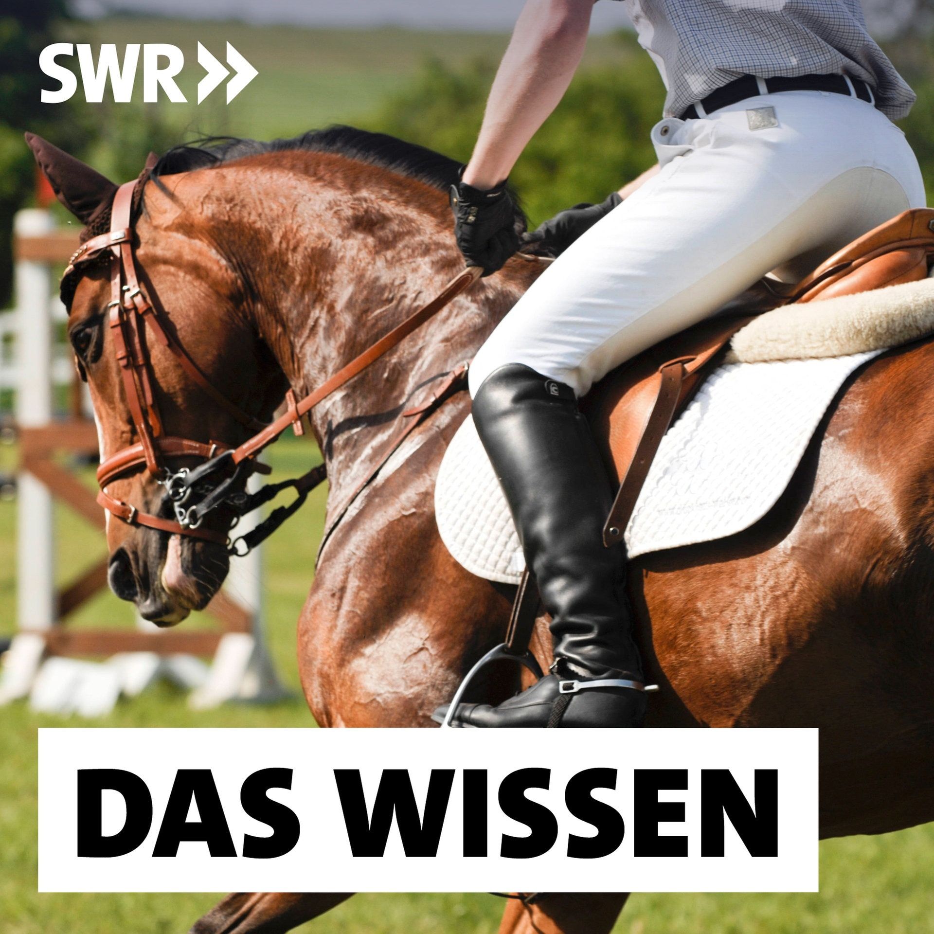 Tierschutz im Reitsport – Was Pferde leisten und wann sie leiden