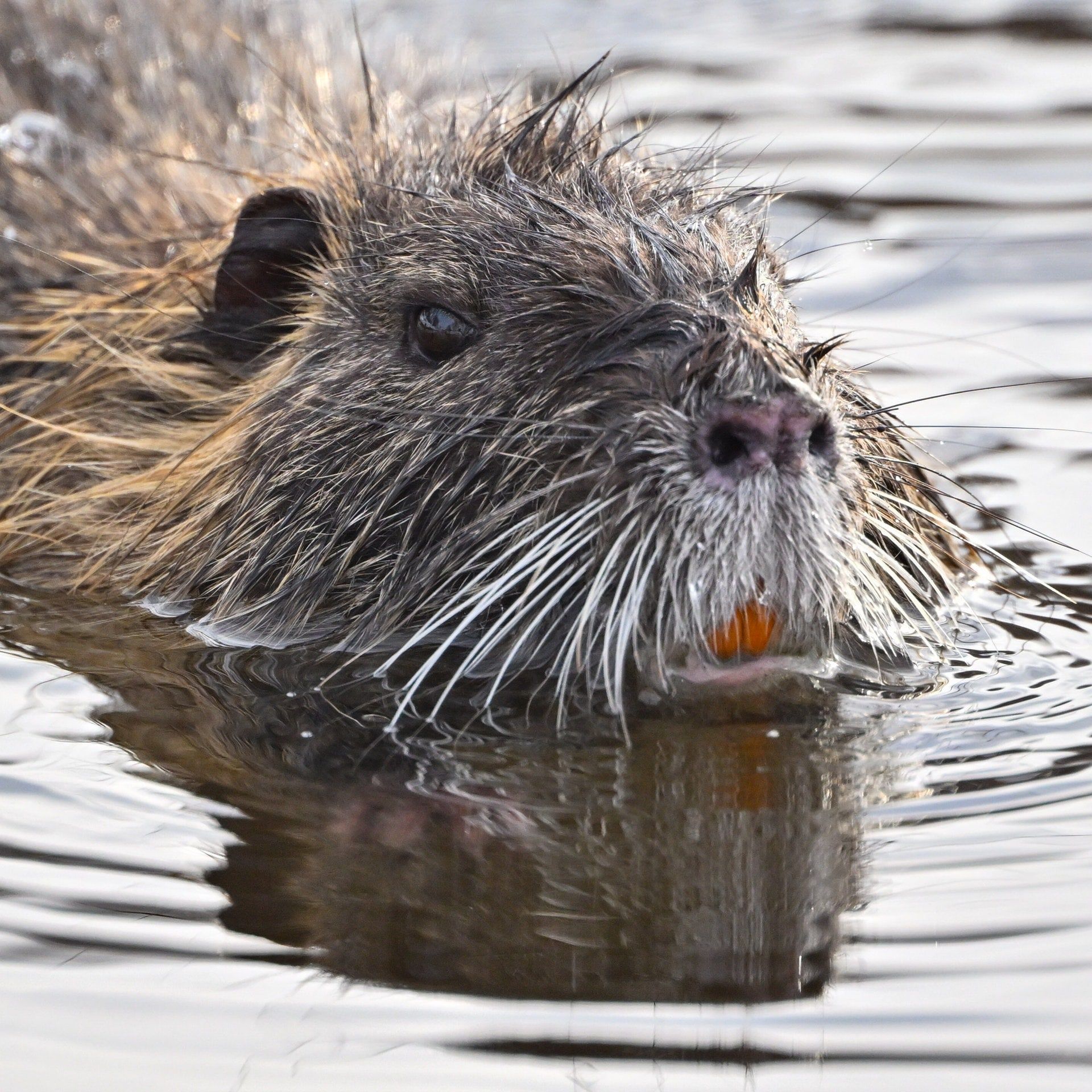 Wie Prag versucht, die Nutria-Plage in den Griff zu bekommen