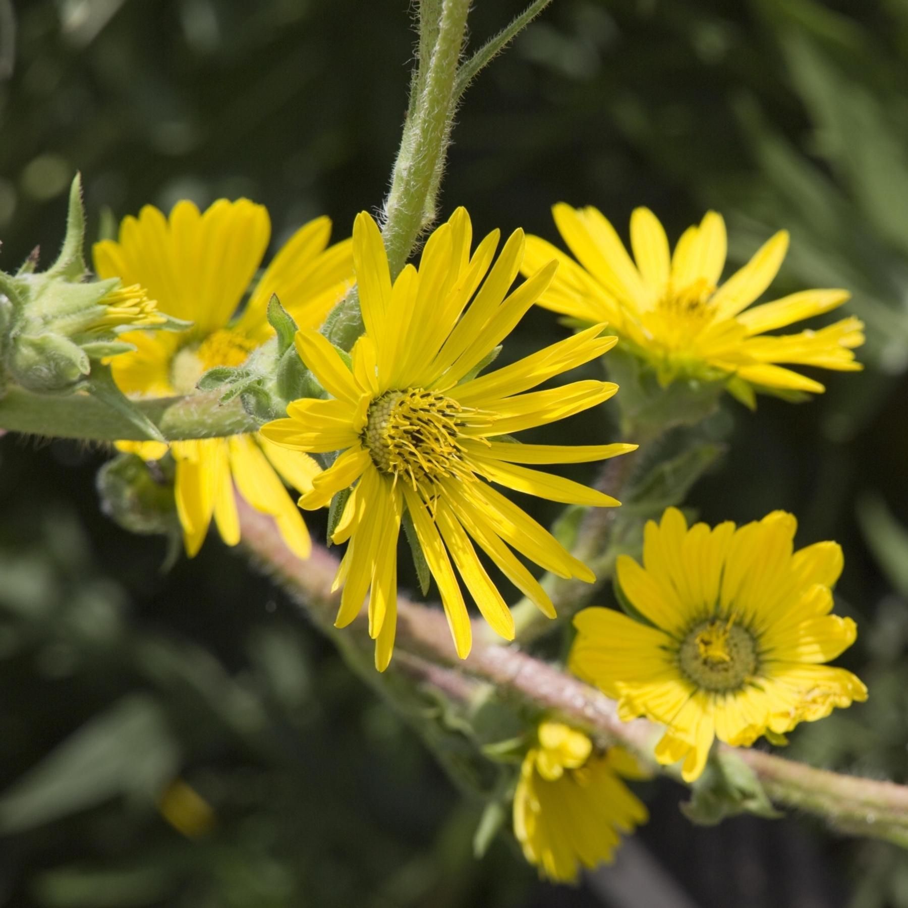 Silphium - Das verschollene Wunderkraut der Griechen und Römer