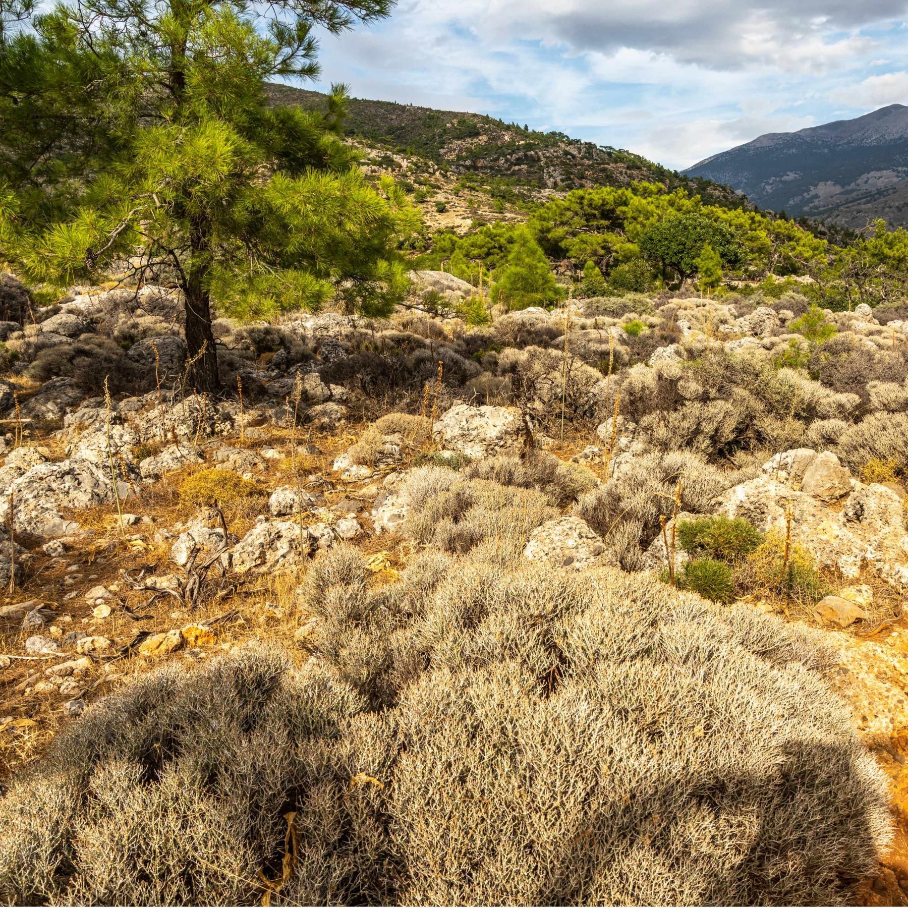 Griechenland – gefährdete Tempel in Athen, Honig aus Kreta, Strand aufräumen auf Kos