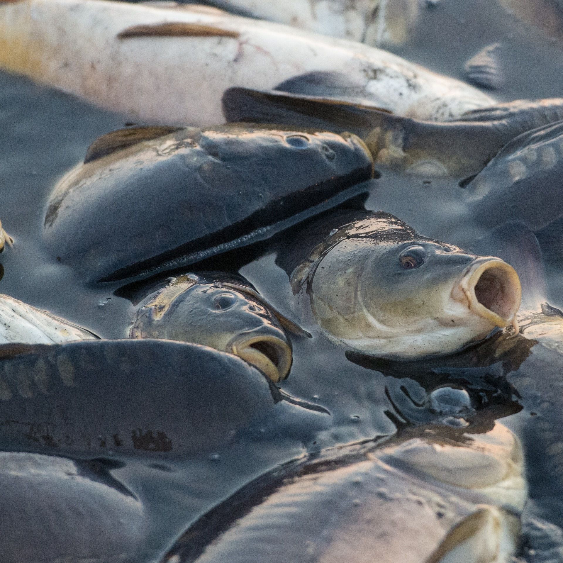 Freiwillige Helfer - Die mobile Fisch-Ambulanz in den Niederlanden