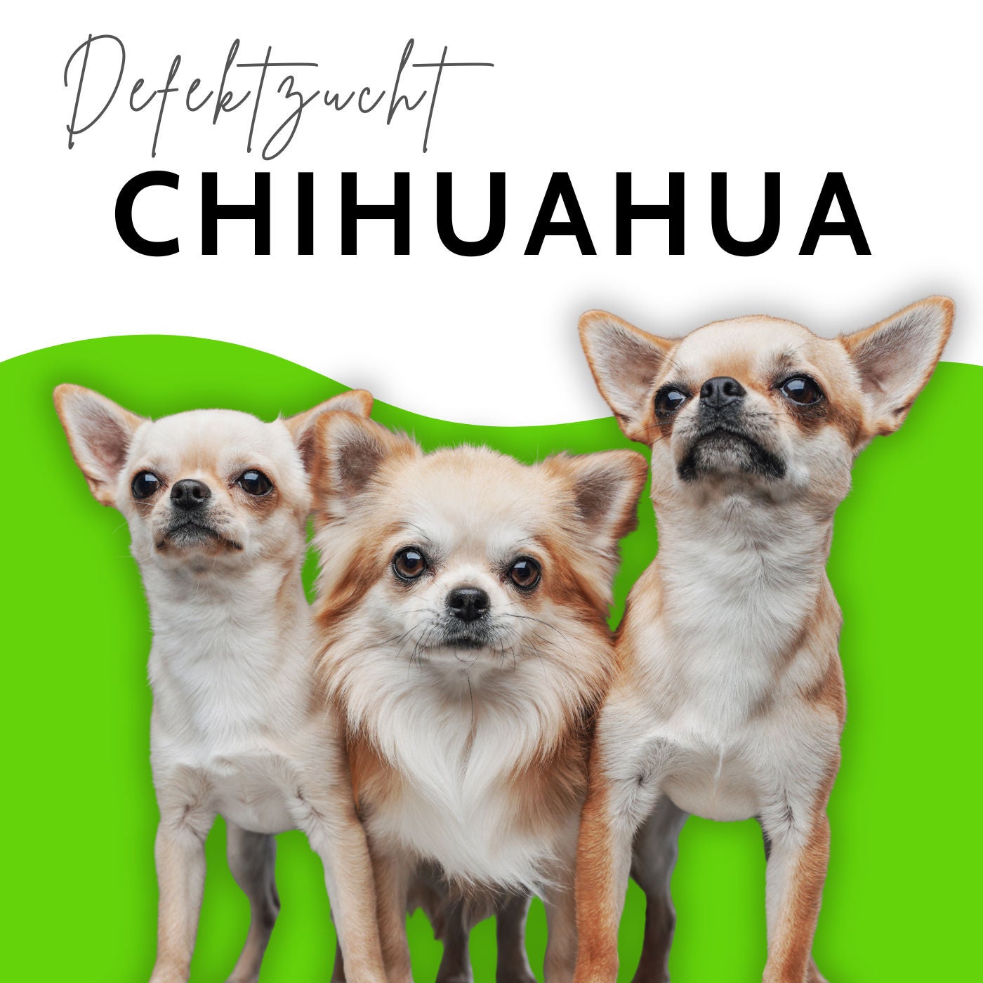 Was wir aus dem Chihuahua gemacht haben - mit Dr. Achim Gruber