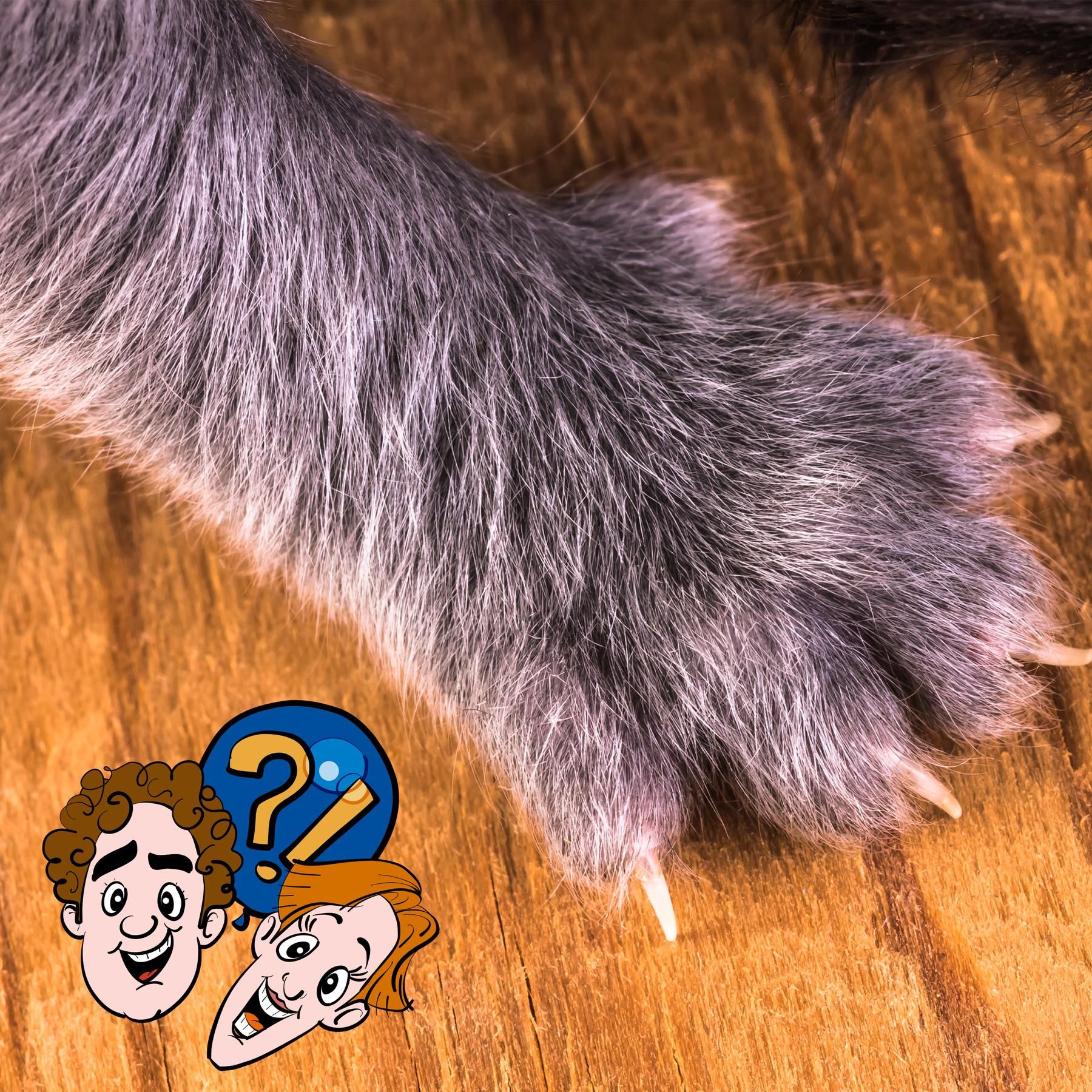 Haben Katzen unterschiedliche Pfotenabdrücke?