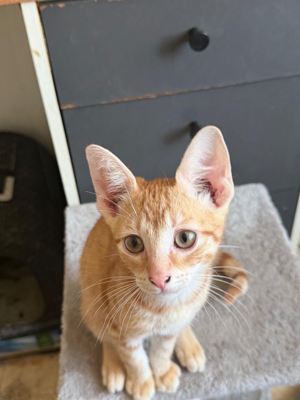 Die Katzen lassen mir keine Ruhe