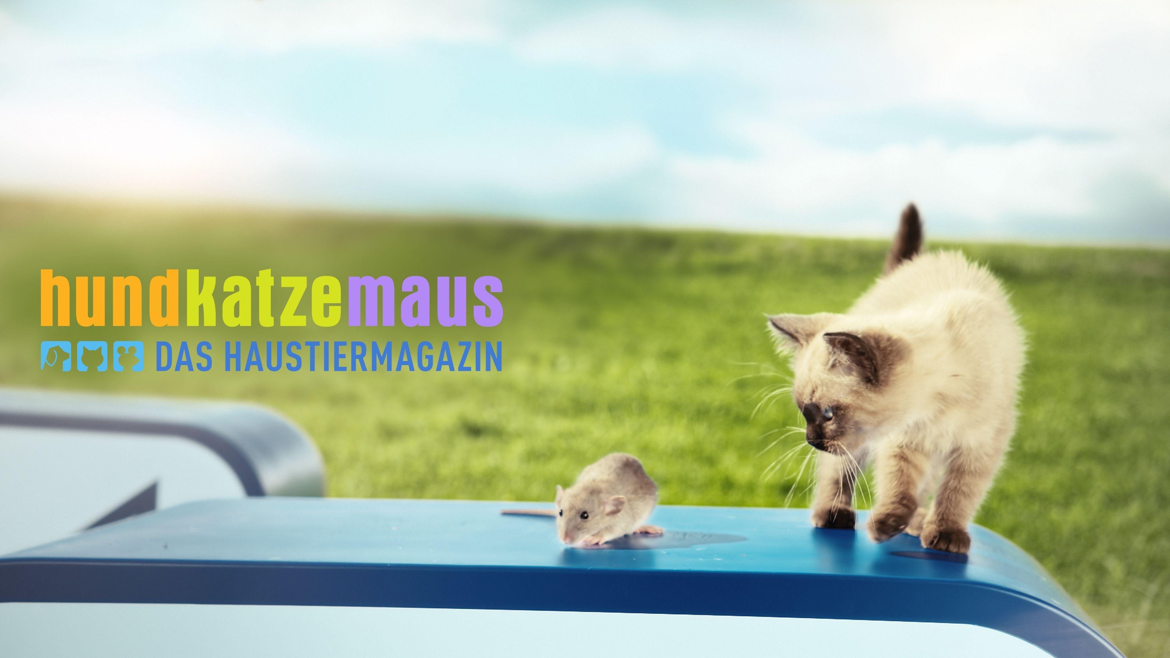 hundkatzemaus
