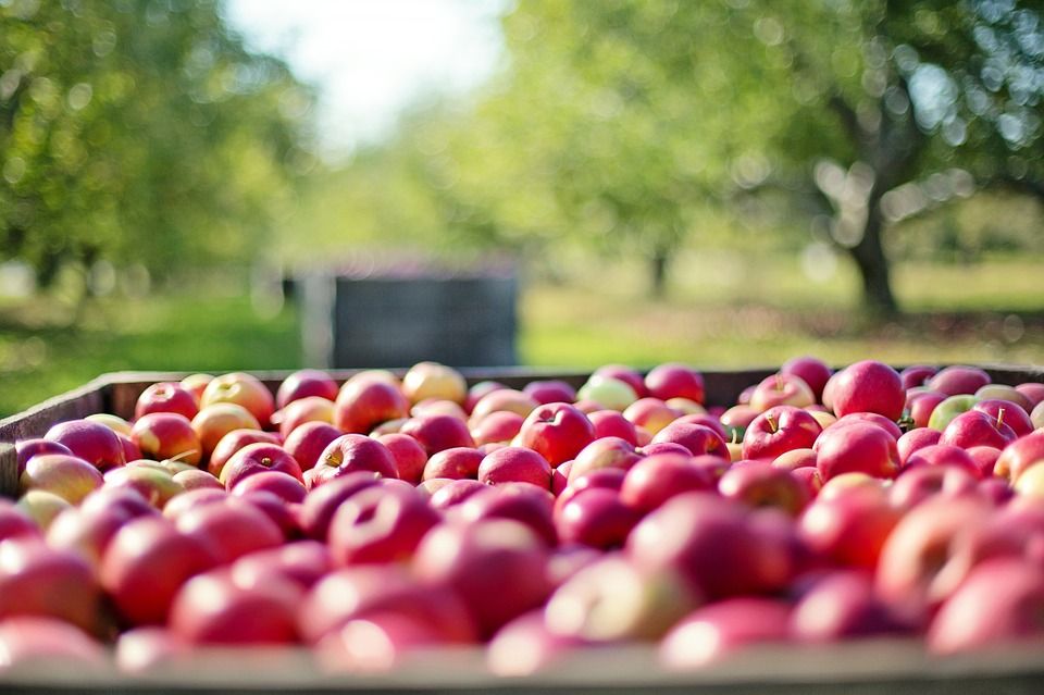 Mit Ernährung heilen