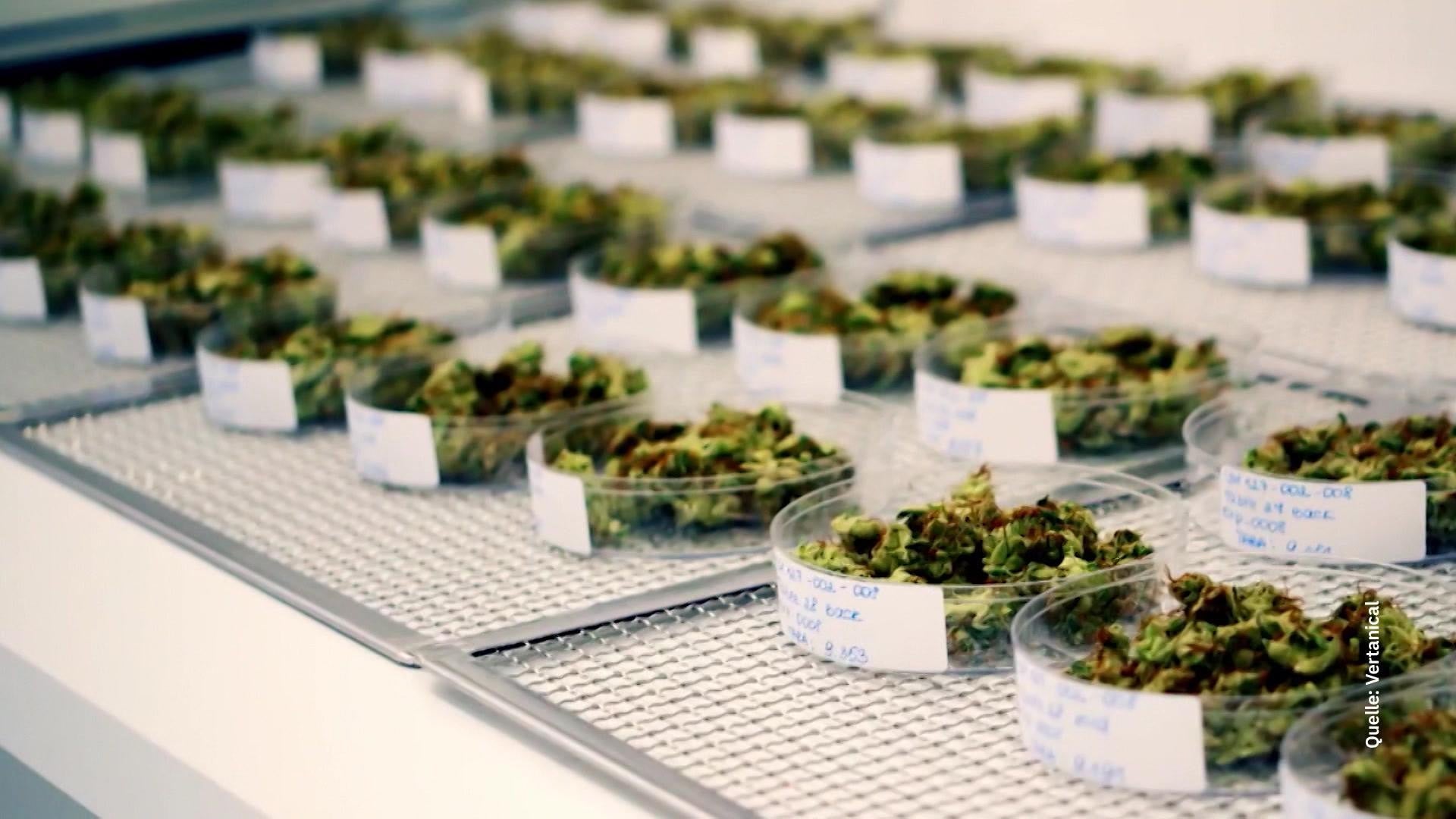 Thema u.a.: Biotech ersetzt mit Cannabis-Wirkstoff Opioide