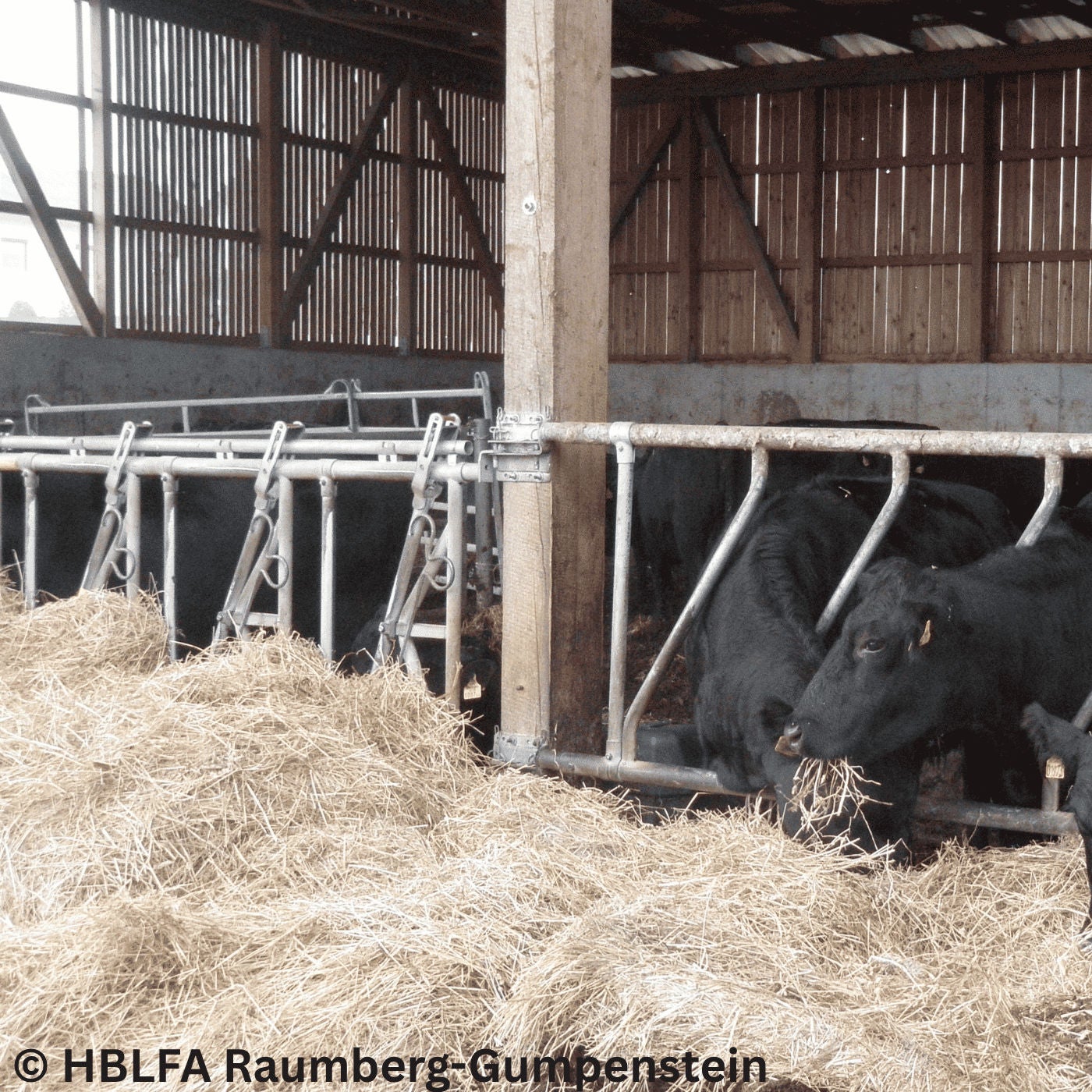 Optimale Fütterung von Mutterkühen – Fehler vermeiden, Fruchtbarkeit sichern | Johann Häusler #190