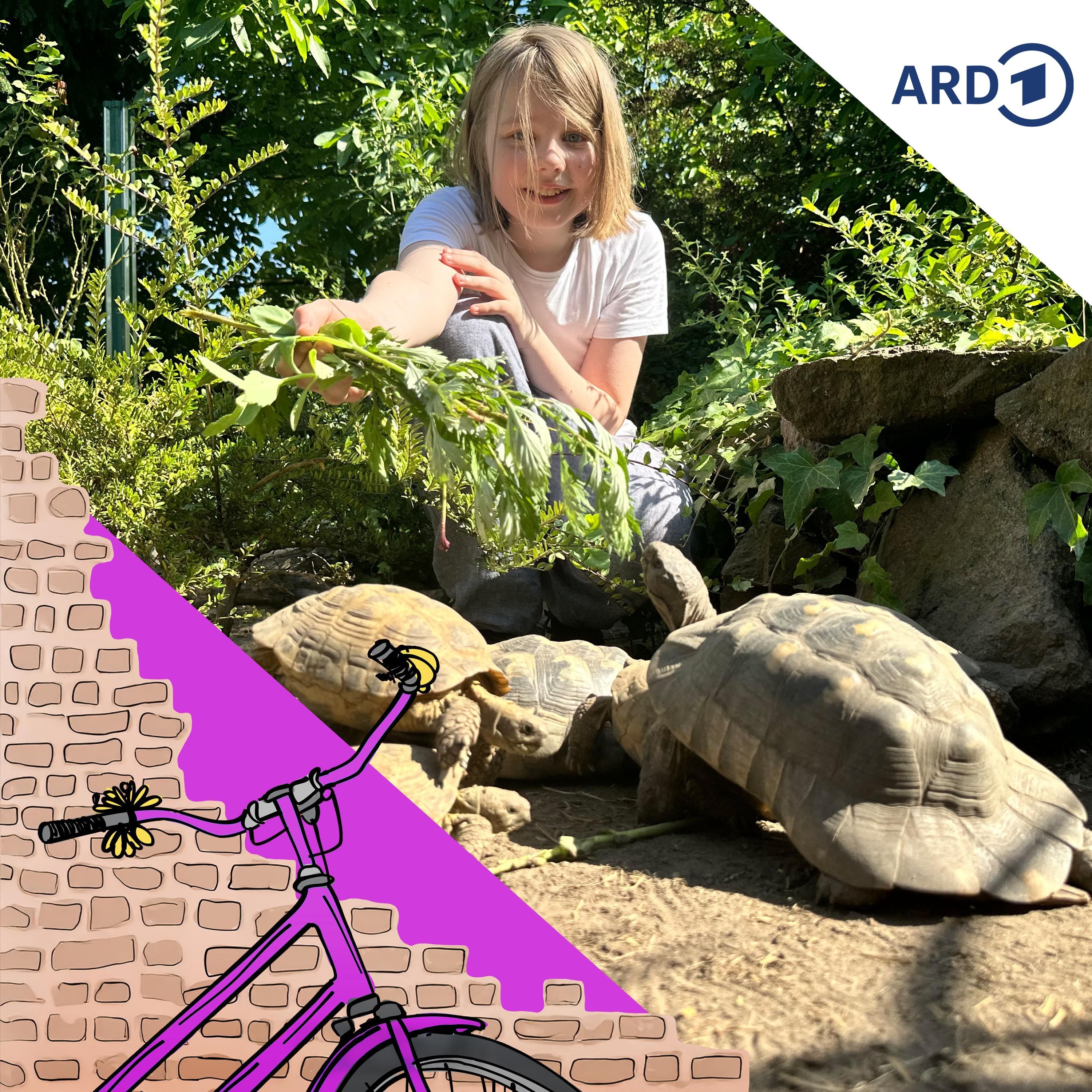 Die Schildkrötenschlüpferei