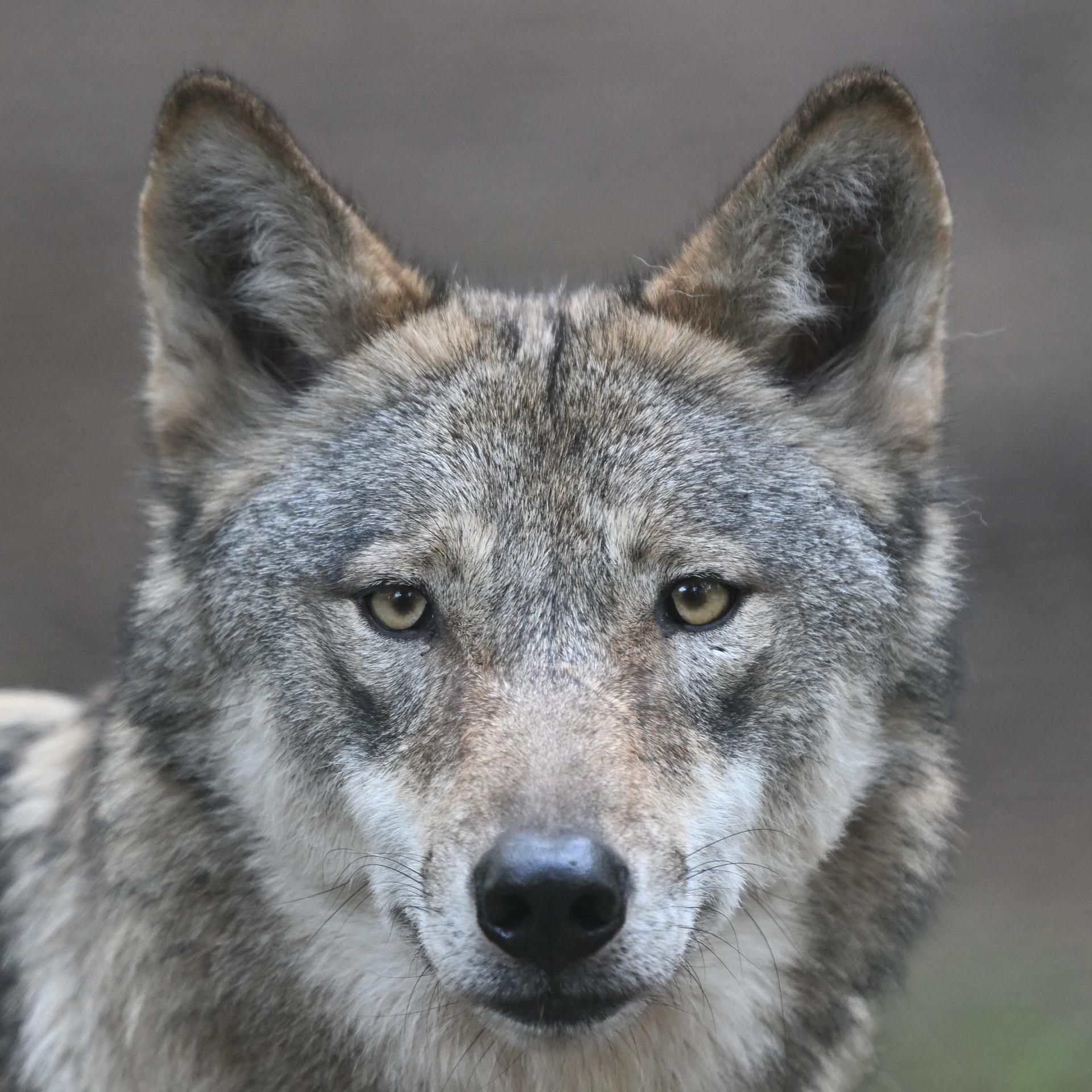 Streit um den Wolf - Rotkäppchens Räuber