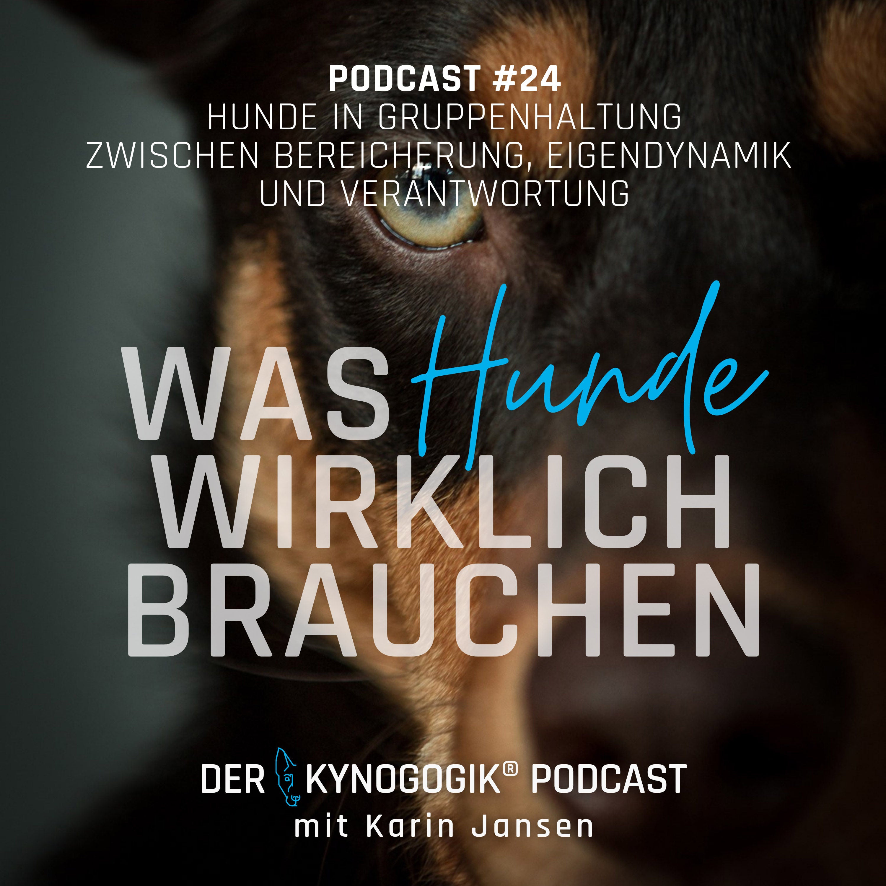 Hunde in Gruppenhaltung