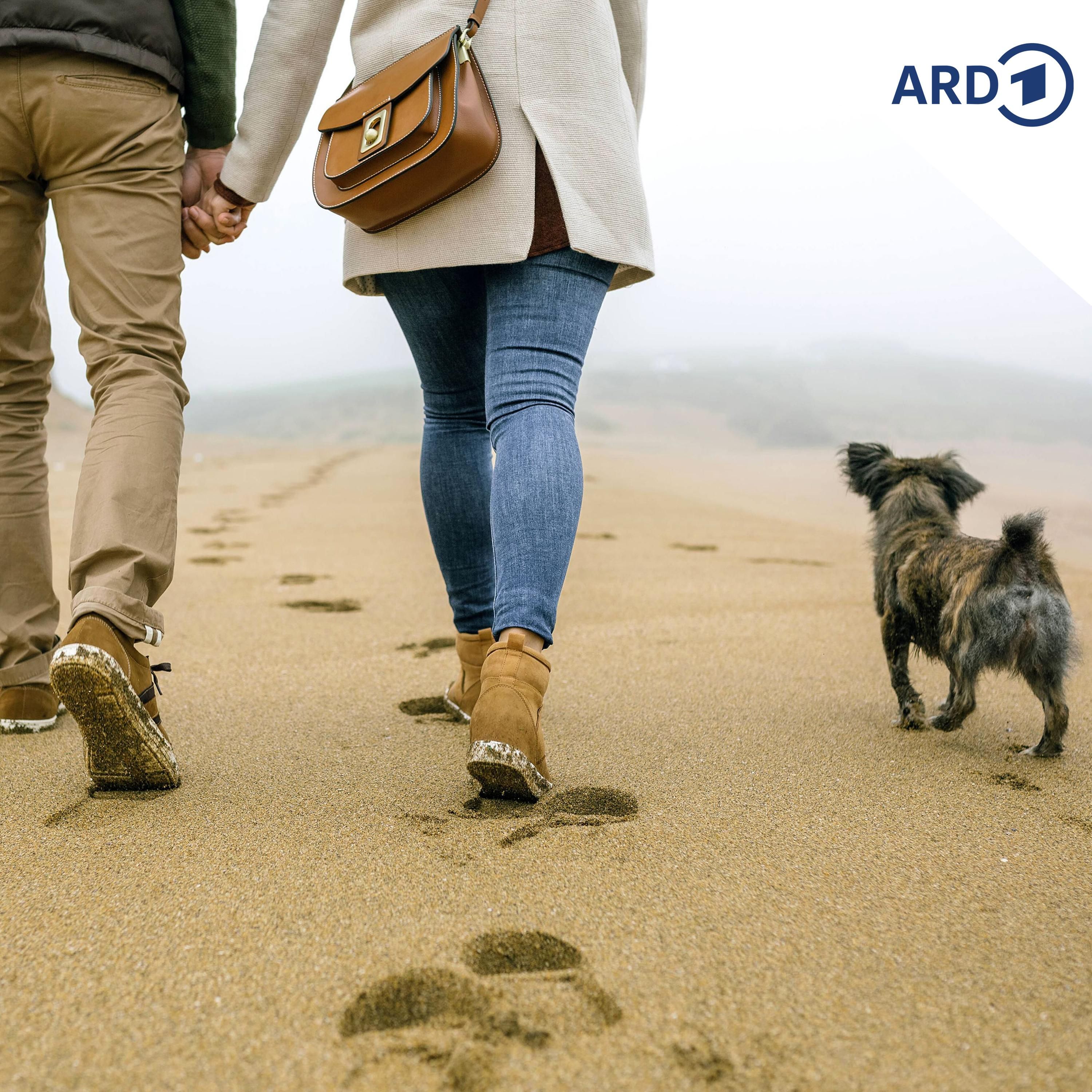 Wer bietet mehr für den Hund?