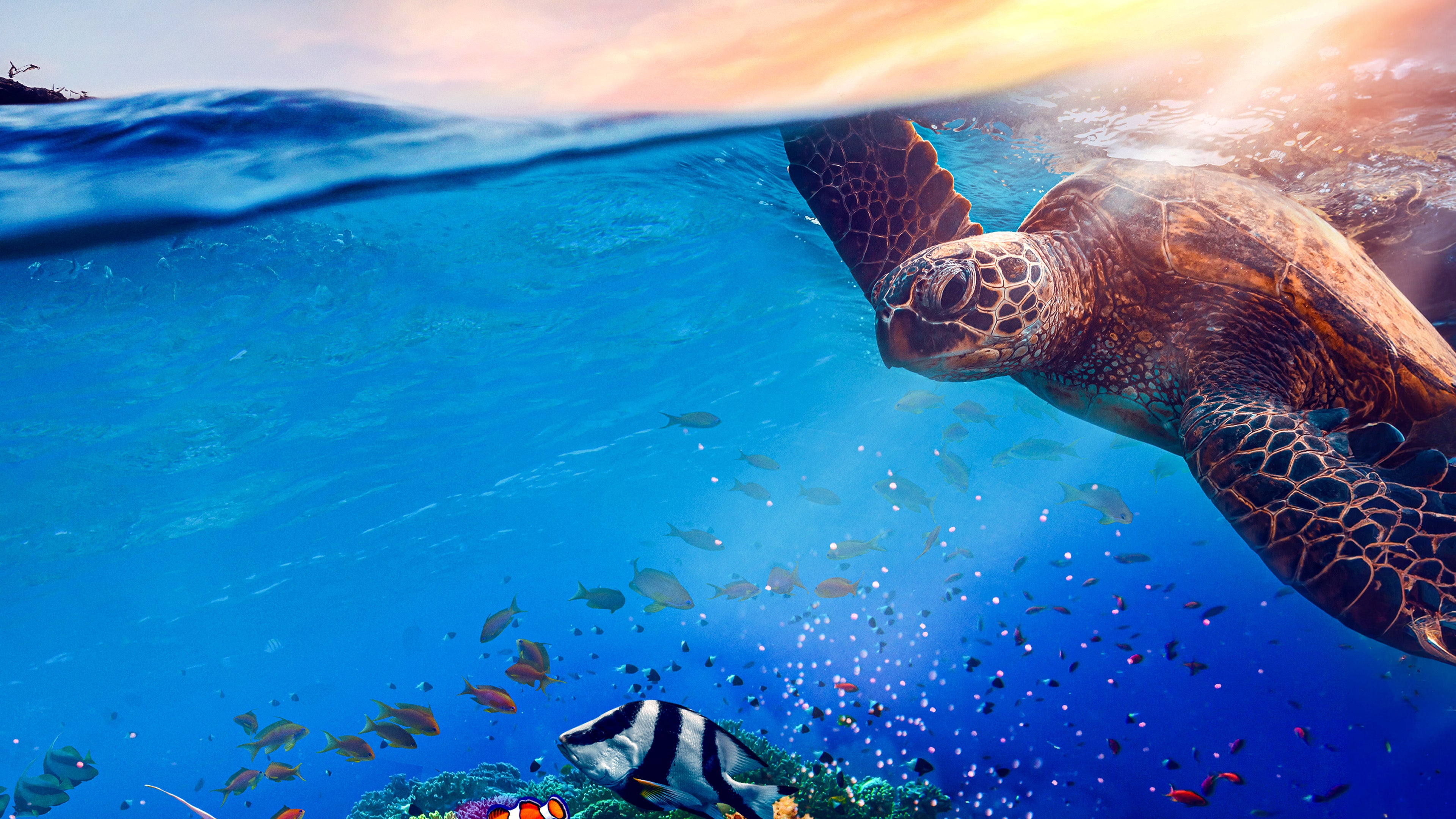 Great Barrier Reef - Die nächste Generation