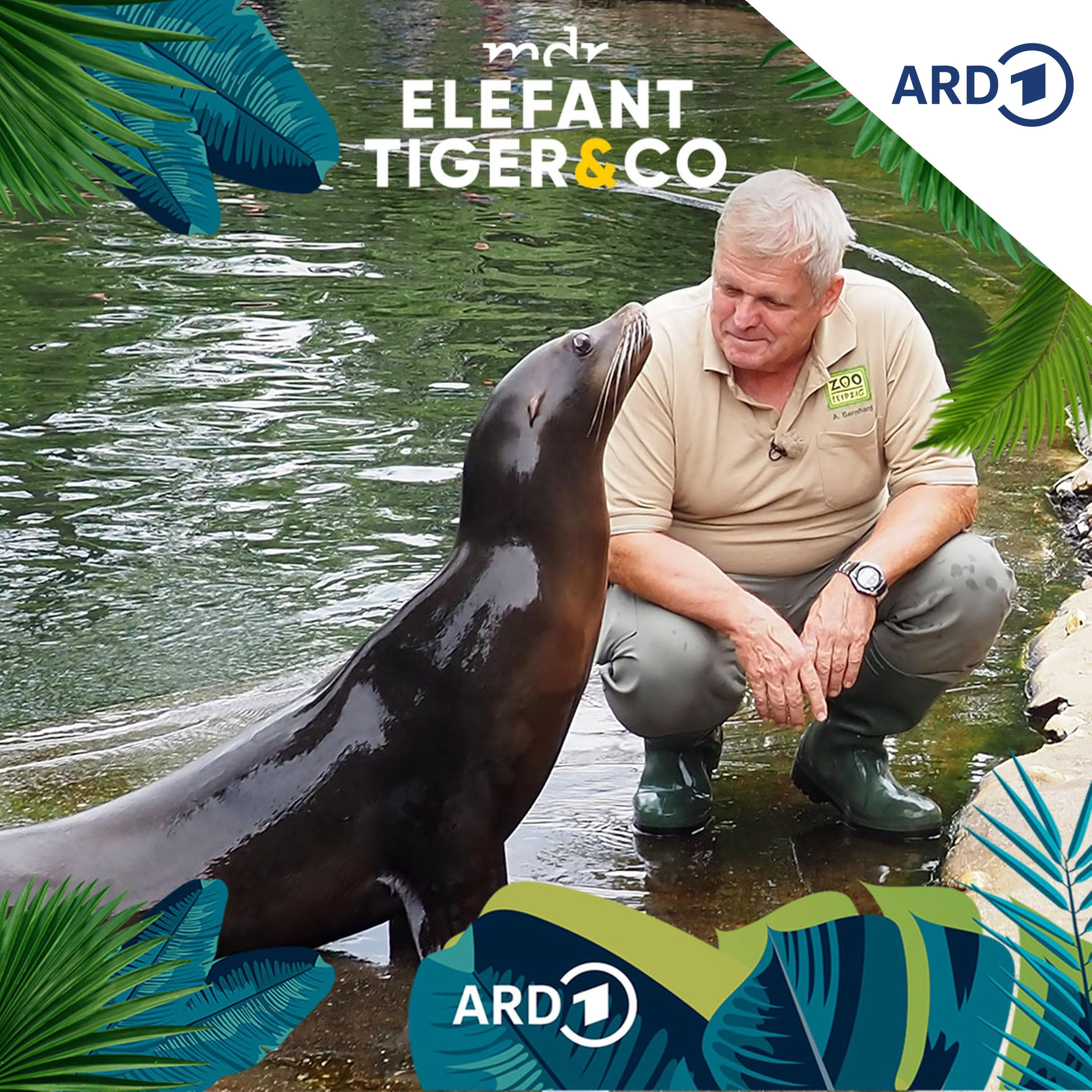 Tierarzt im Ruhestand - und was kommt jetzt?