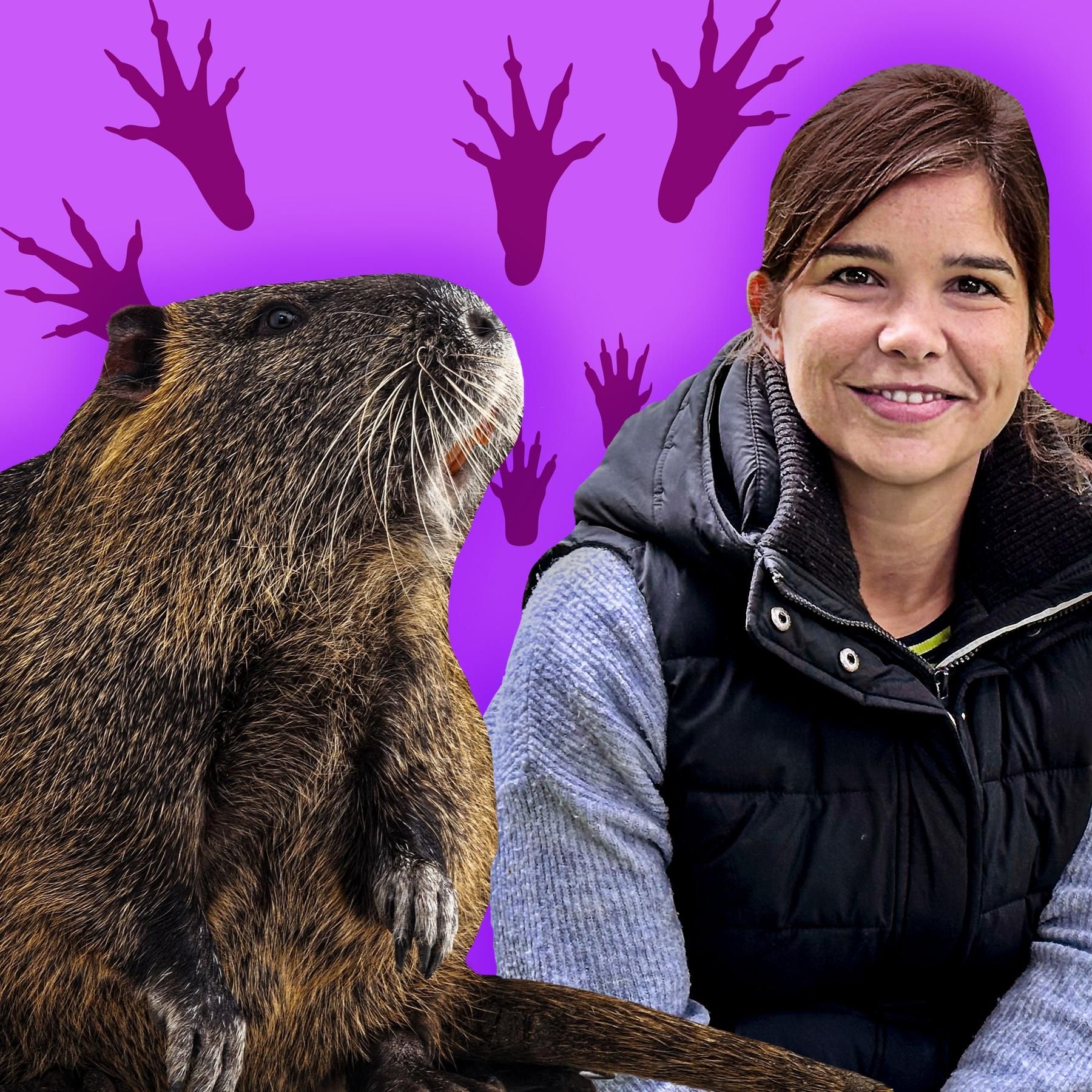 Nutrias – wasserliebende Nagetiere