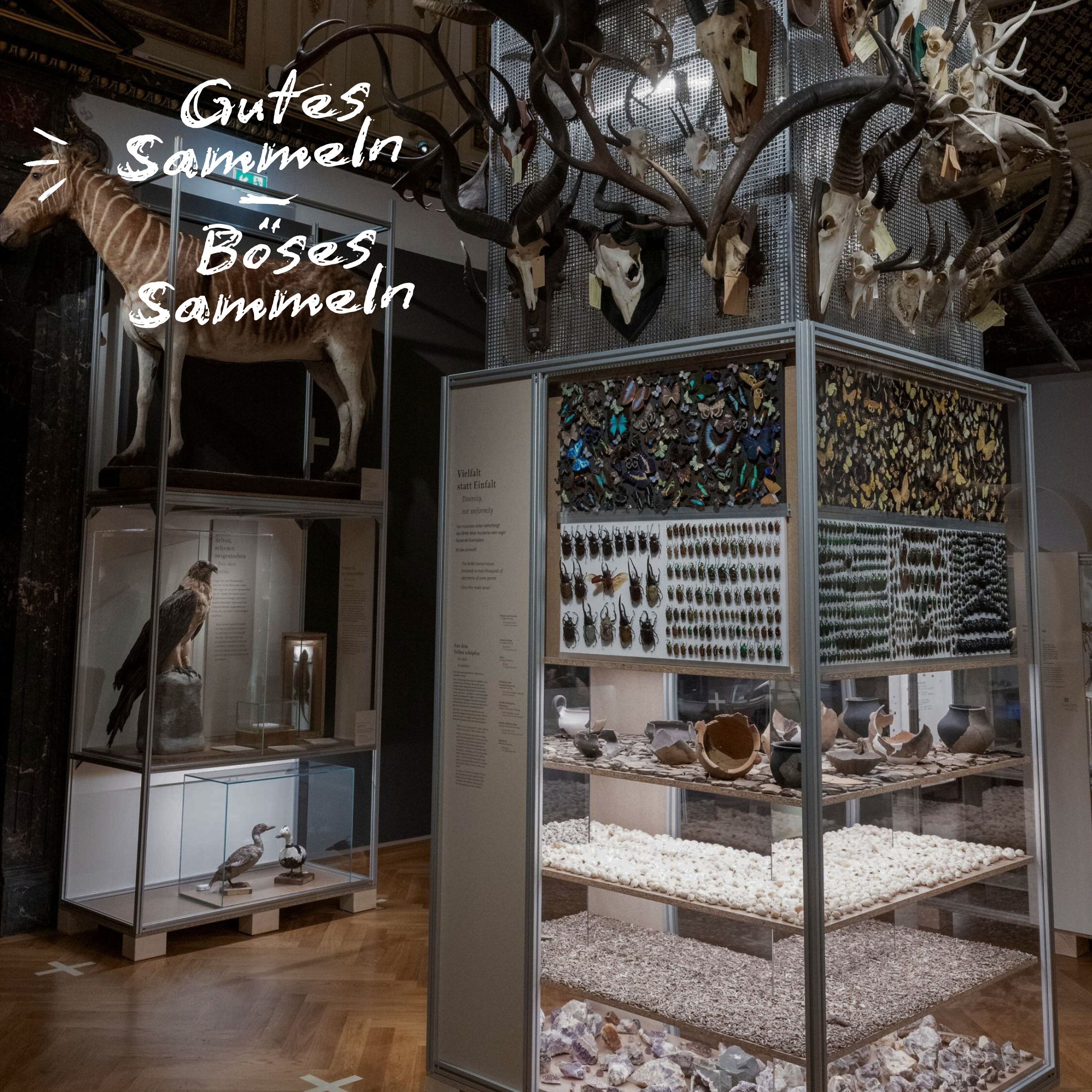 Deep Dive: Gutes Sammeln, böses Sammeln – die neue Ausstellung im Naturhistorischen Museum Wien