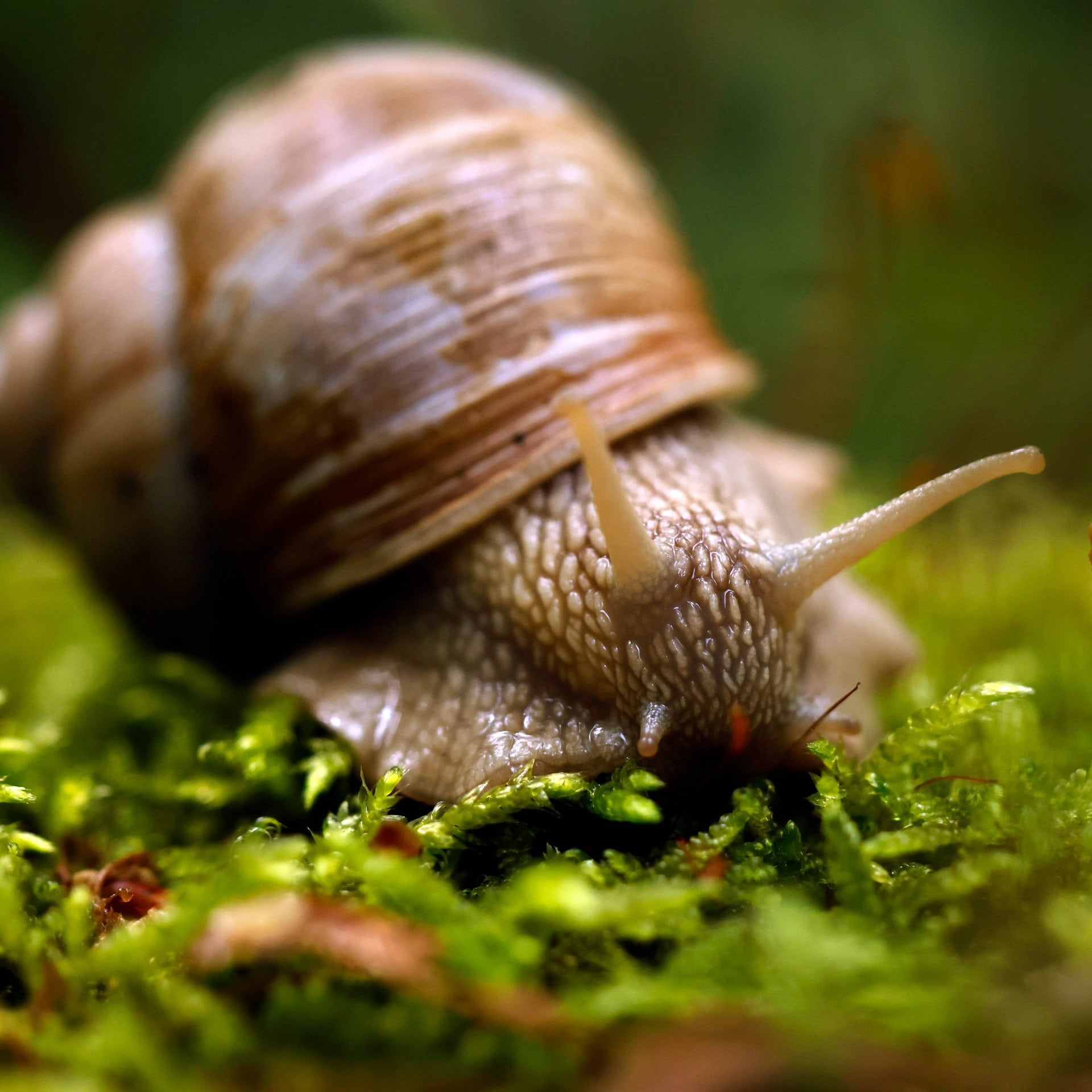Überlebt eine Schnecke, wenn man ihr Haus zertritt?