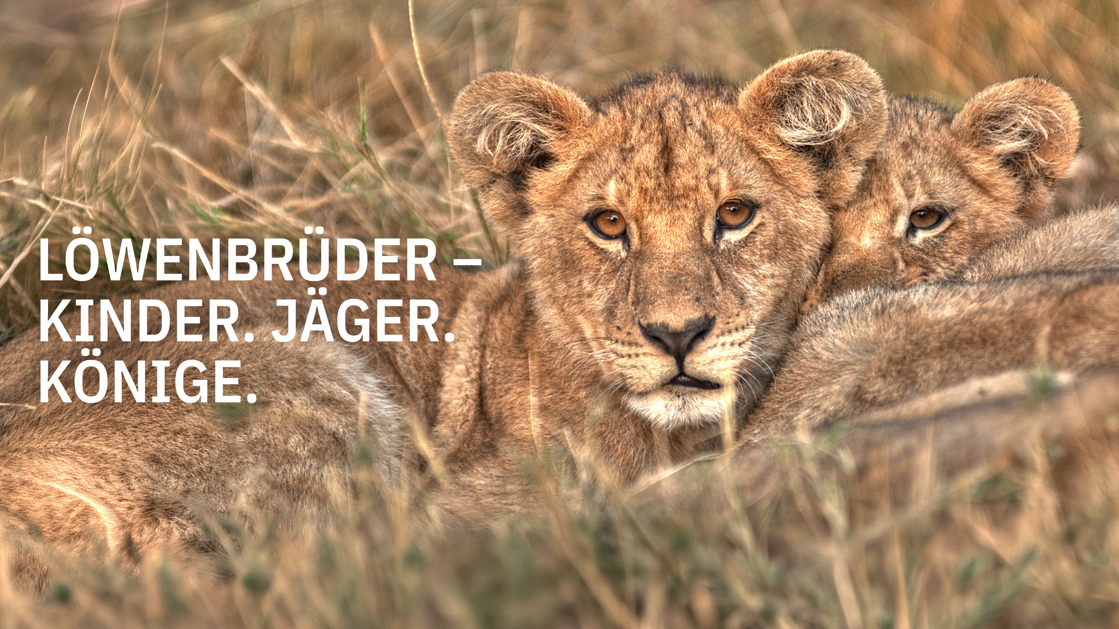 Löwenbrüder - Kinder. Jäger. Könige.