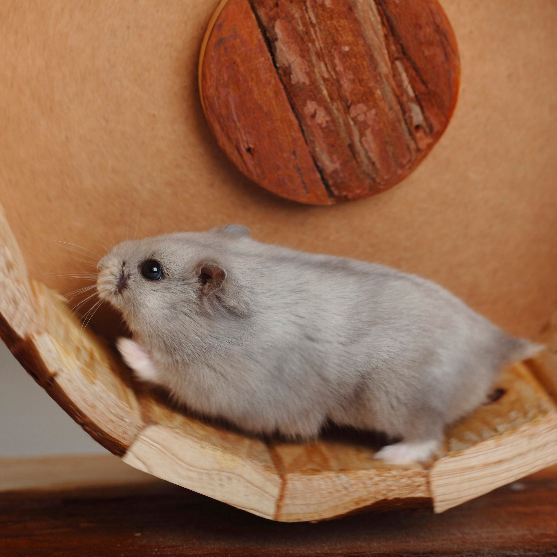 Was treibt Hamster ins Hamsterrad?