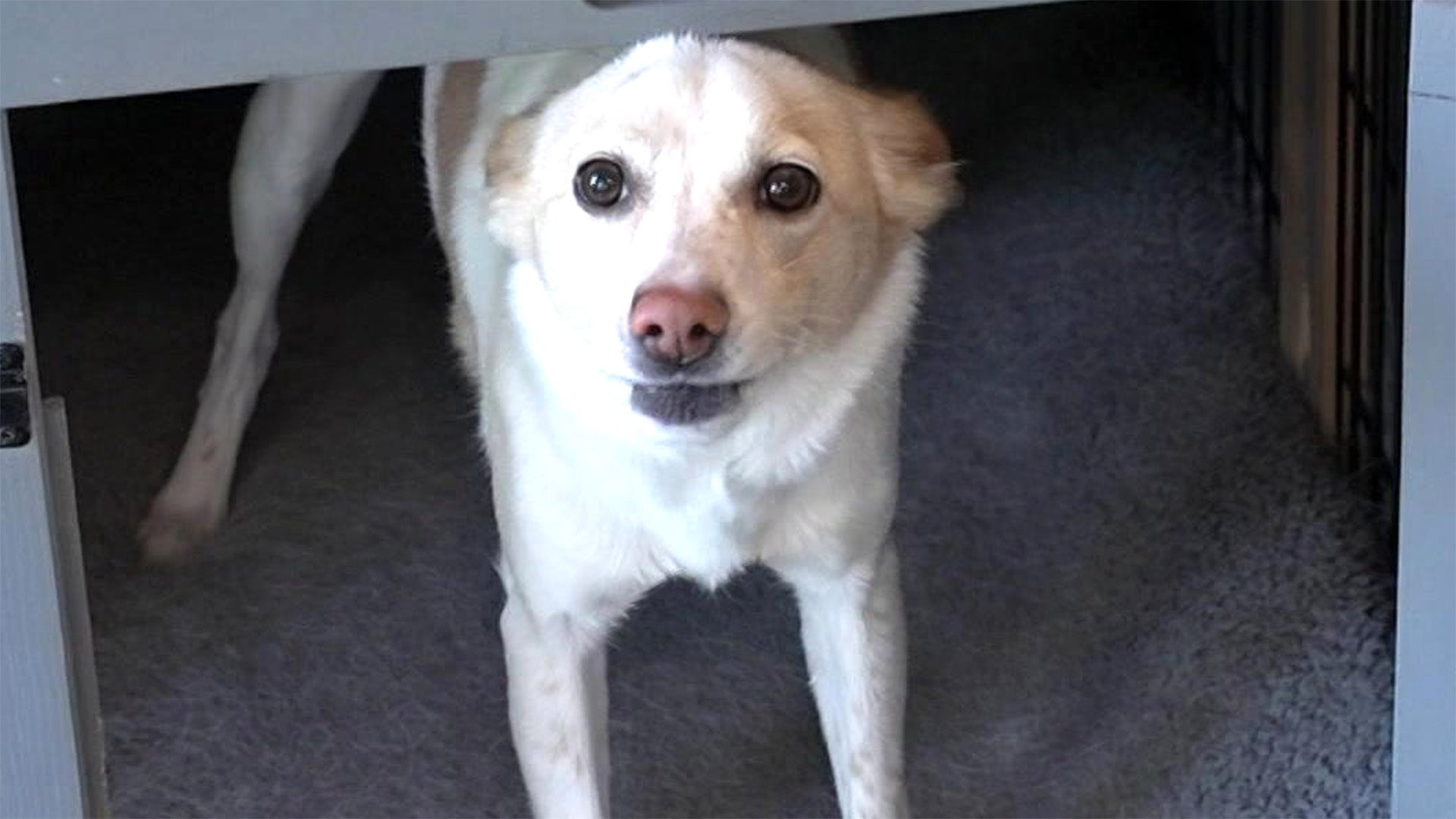 Besucherschreck Hund