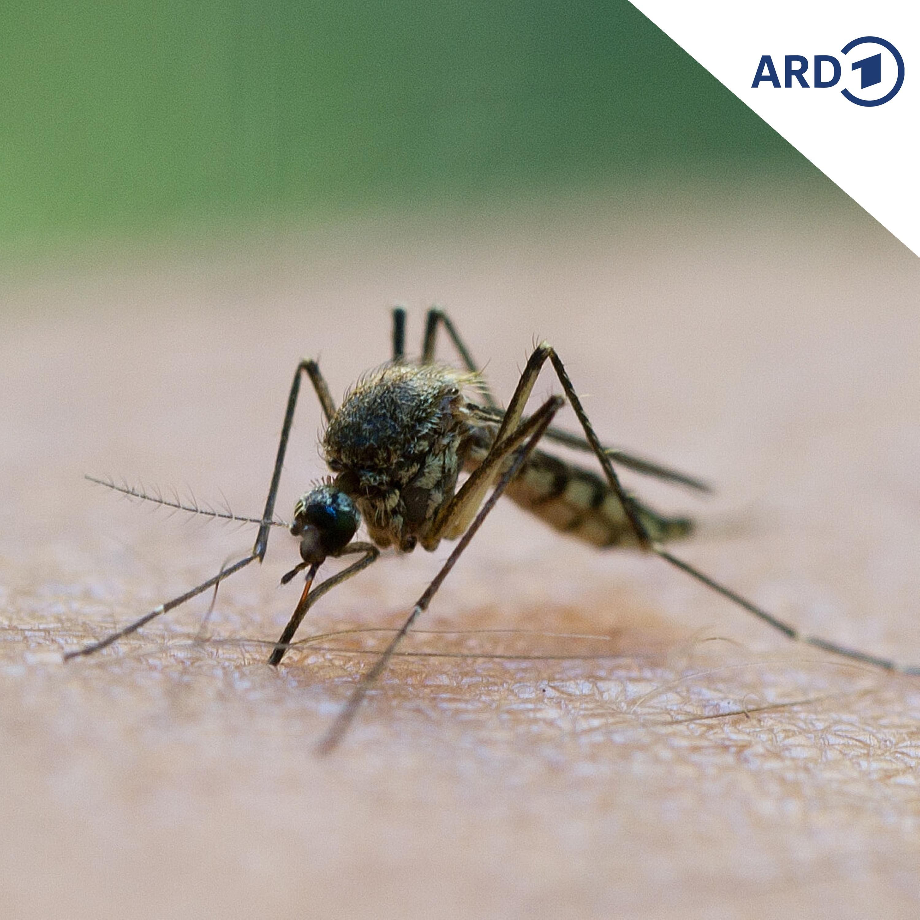 Malaria in Deutschland? Tropenmediziner warnt vor Panikmache