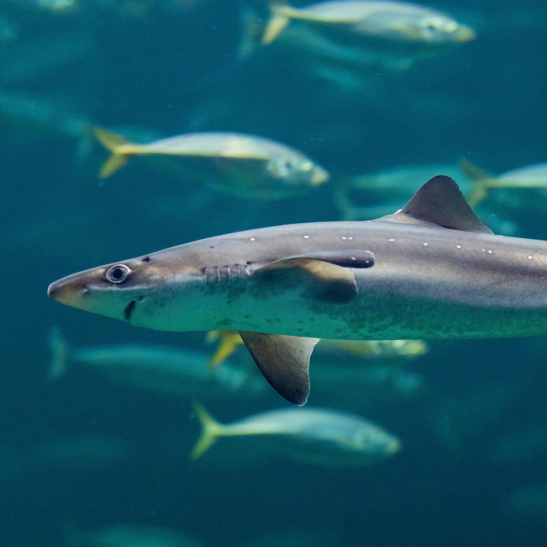 Chinesischer Raupenpilz, Weltbiodiversitätsrat, Kernfusion-Start-ups