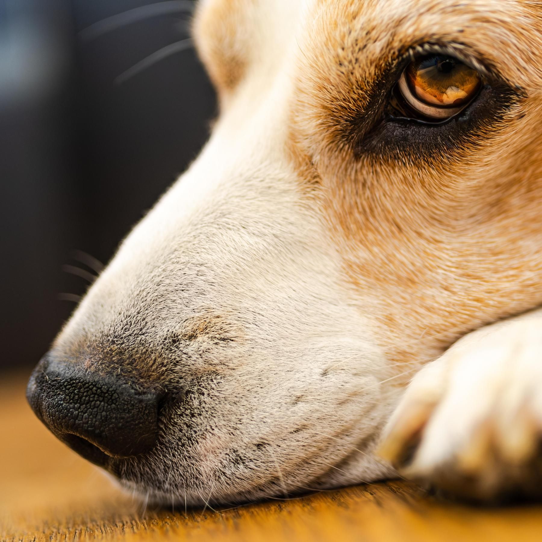 #71 Demenz bei Haustieren - Daran erkennt man demente Katzen und Hunde